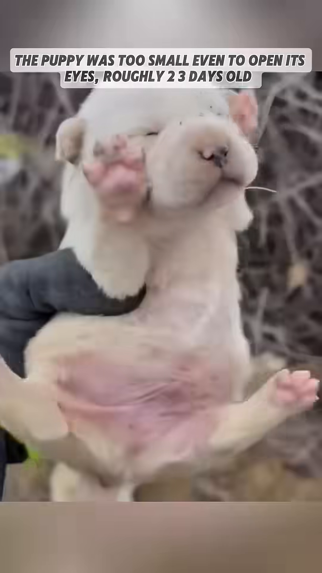A very young, small puppy is held gently by a rescuer.