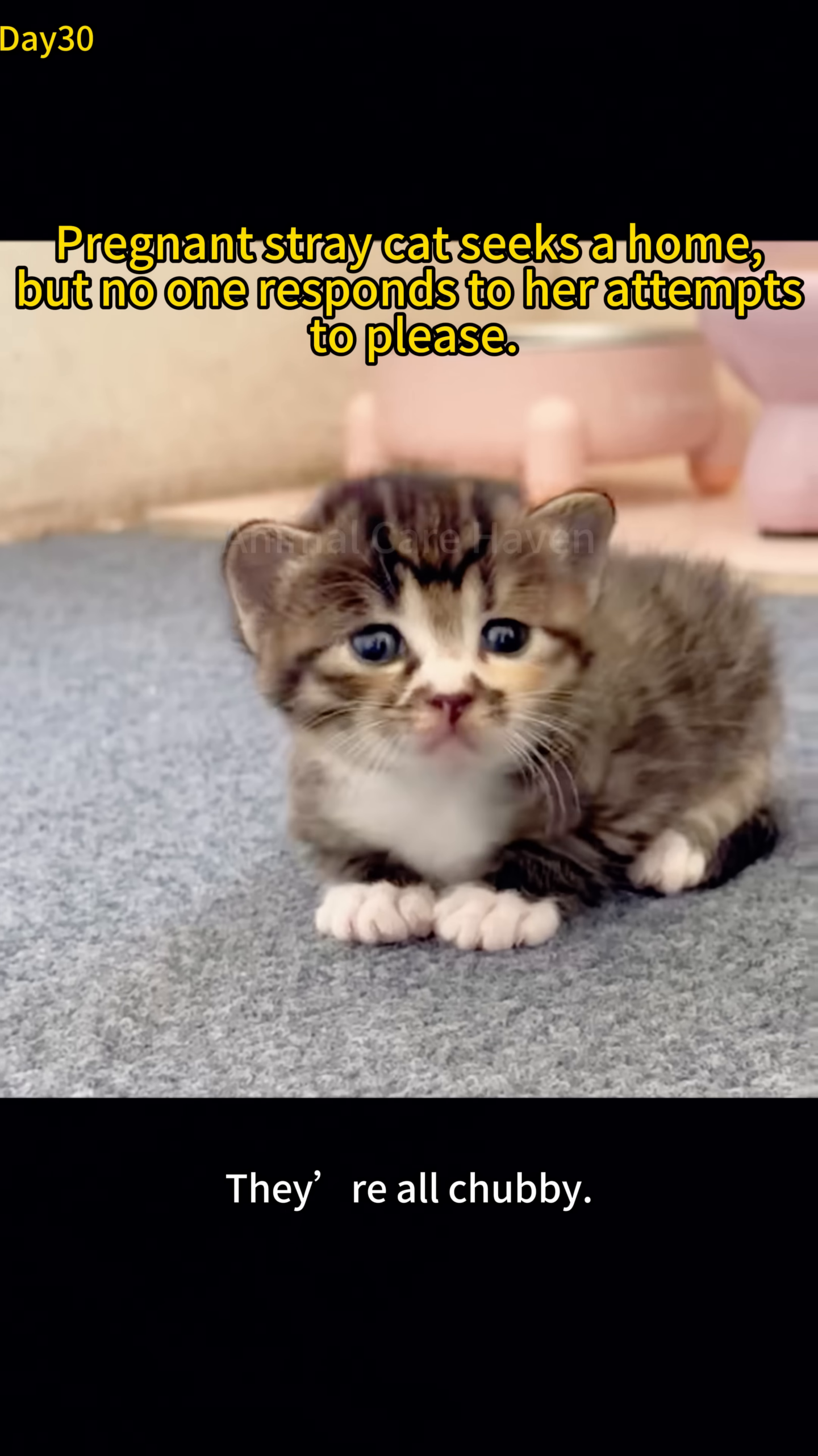 A close-up of a tiny kitten with big blue eyes, sitting on a soft carpet.