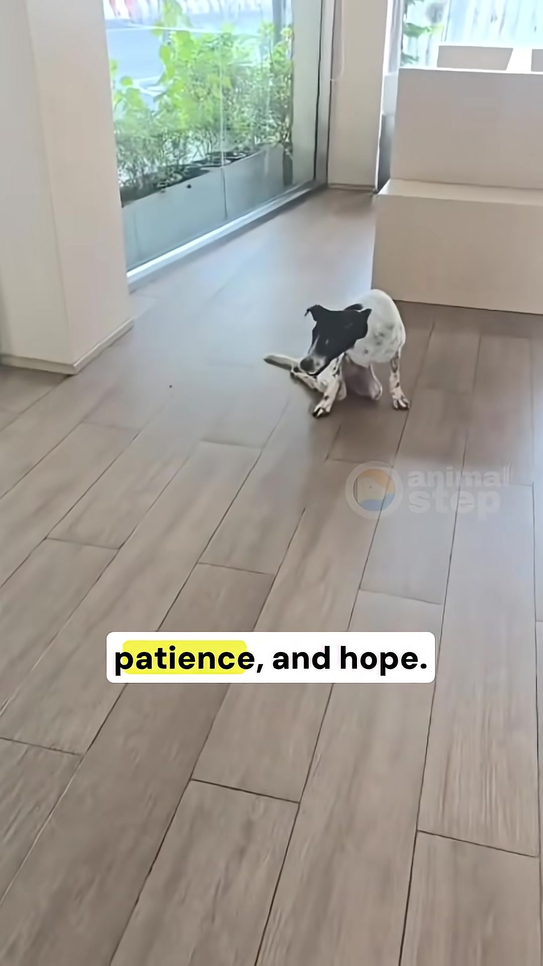 A black and white dog is sitting up, looking alert and less fearful than before, with a yellow bandage on its leg.