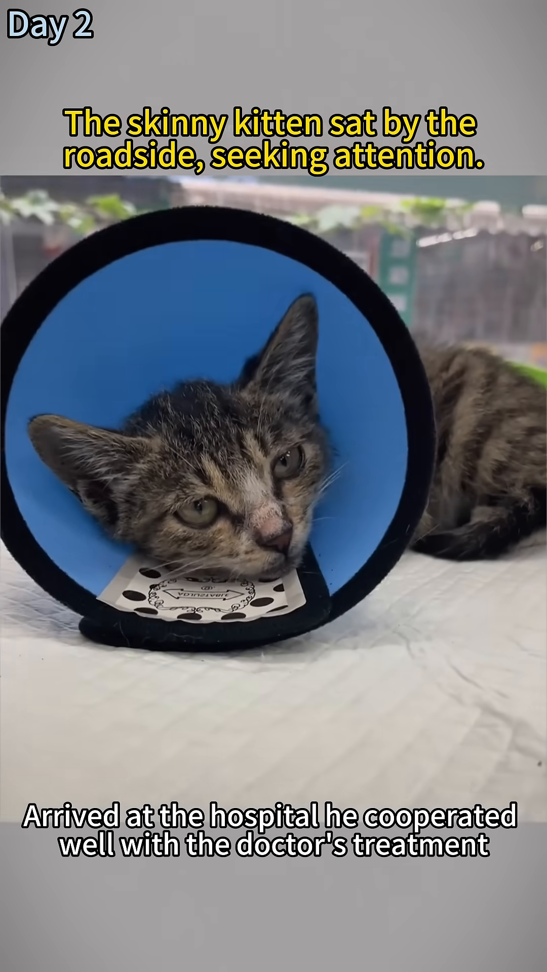 A kitten wearing a cone of shame is being held by a person at what appears to be a veterinary clinic.