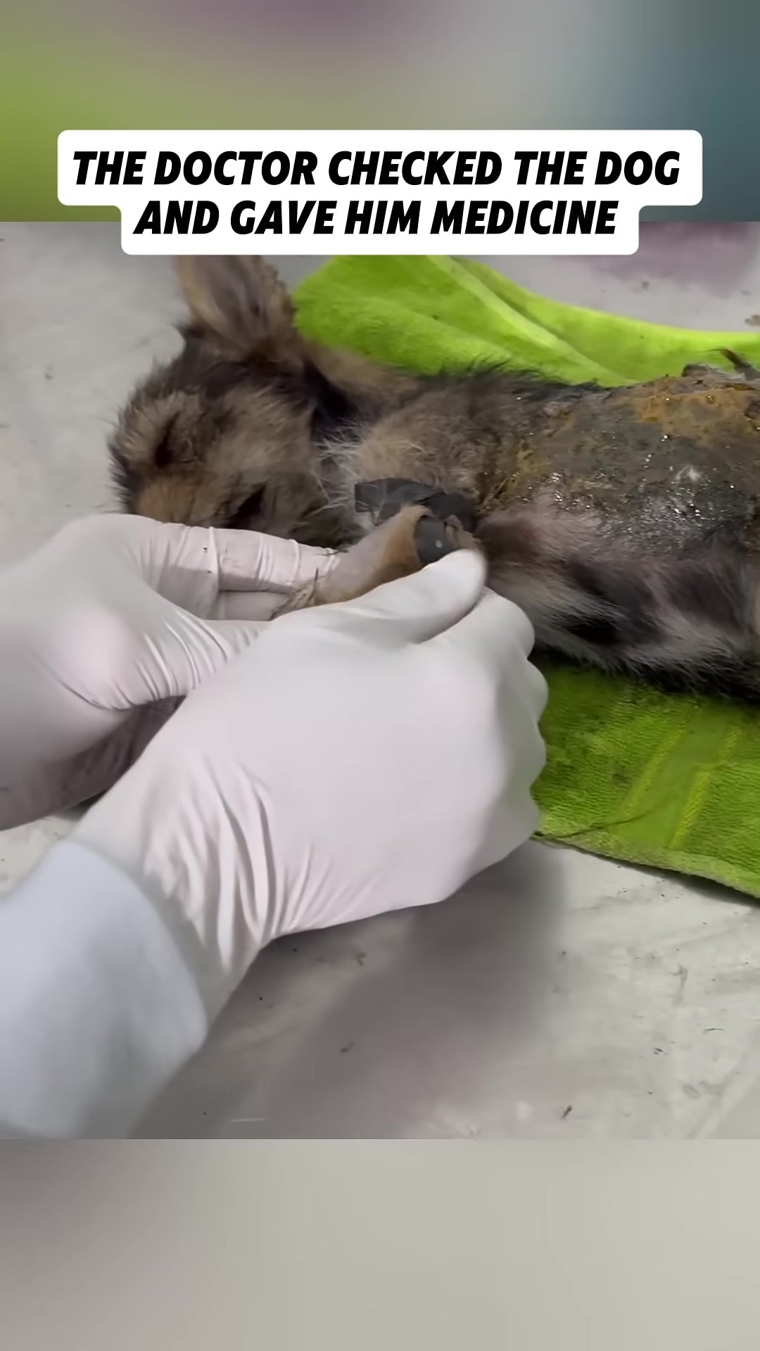 A veterinarian wearing gloves examines a puppy's leg.