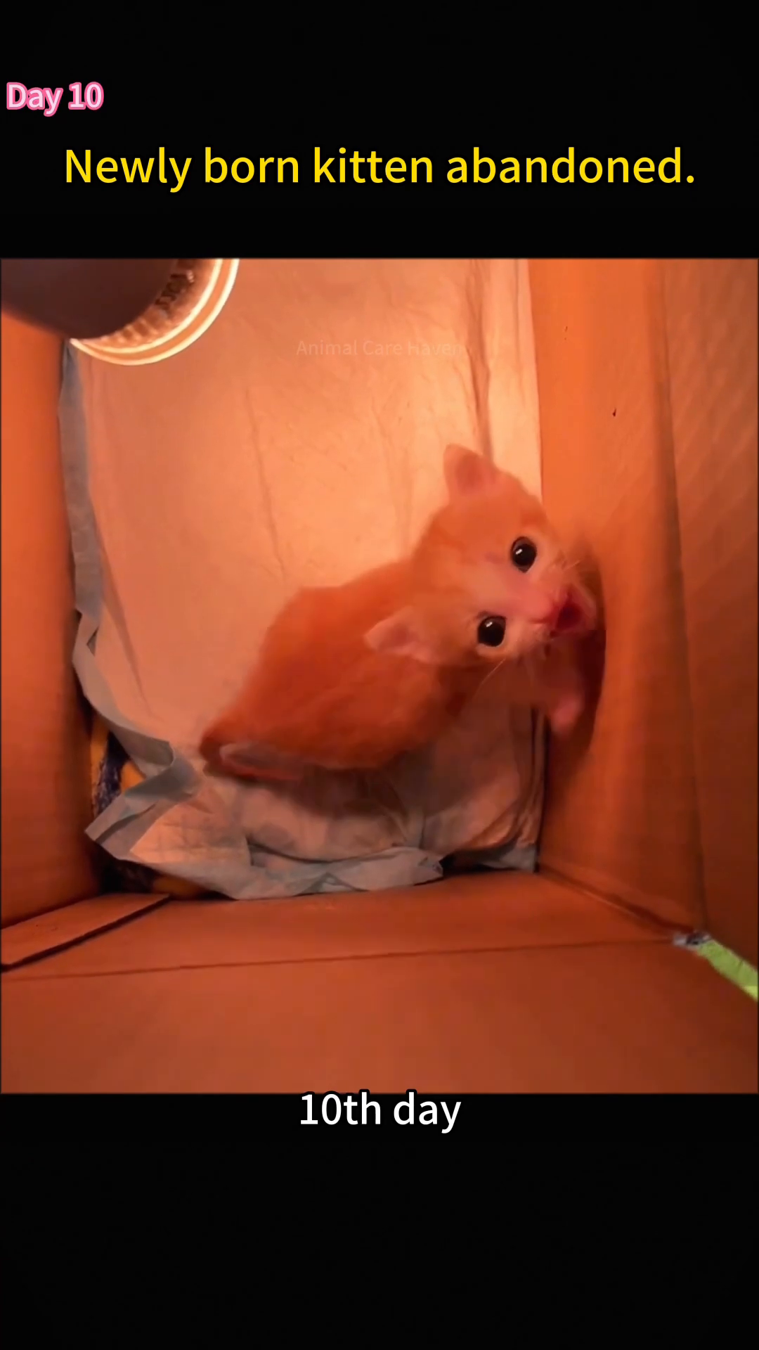 A small orange kitten is seen peeking out of a box, showing increased mobility.