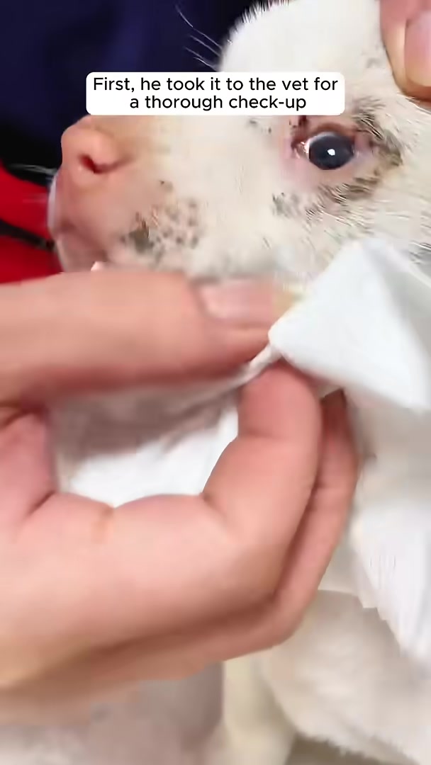 A veterinarian is examining a small white puppy's ear.