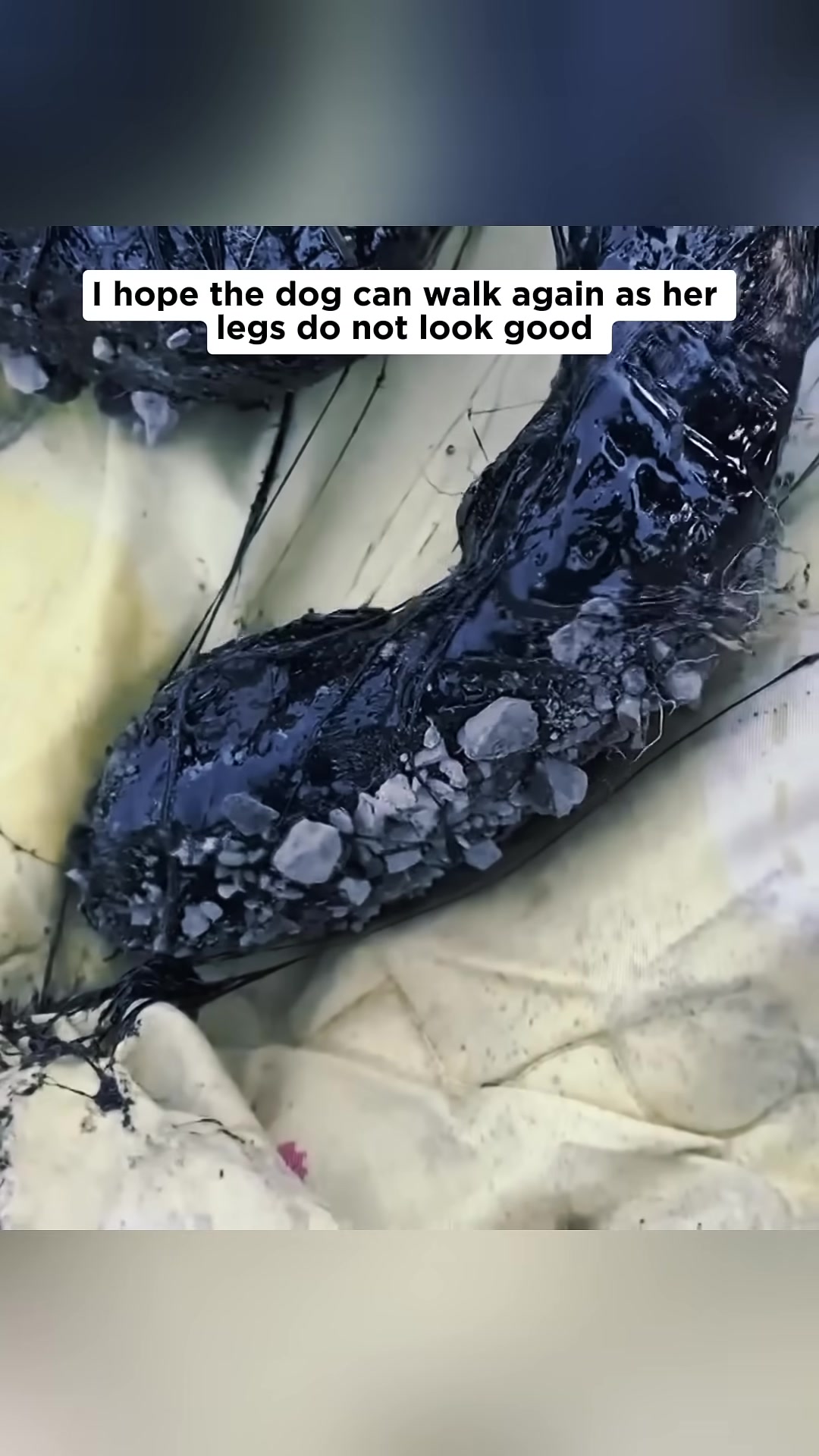 Close-up of the dog's legs covered in asphalt and debris, showing the difficulty of the situation.