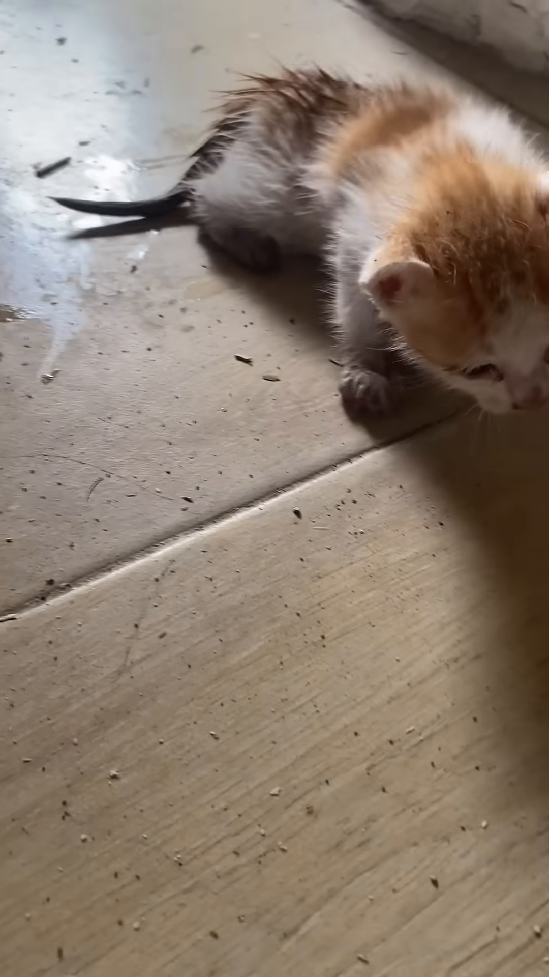 The wet kitten shakes itself, beginning to recover after its rescue.