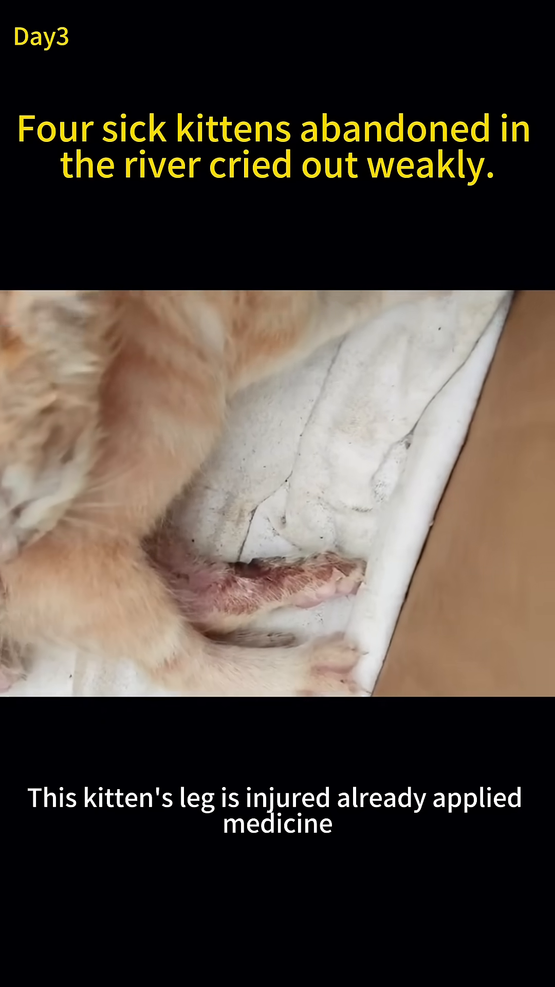 A close-up shows a kitten's injured leg, with redness and some scabbing, indicating the need for medical attention.