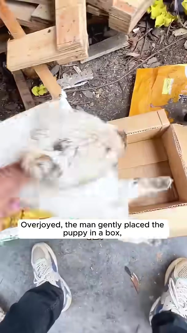 A puppy in a box looking towards its mother dog standing in the background.
