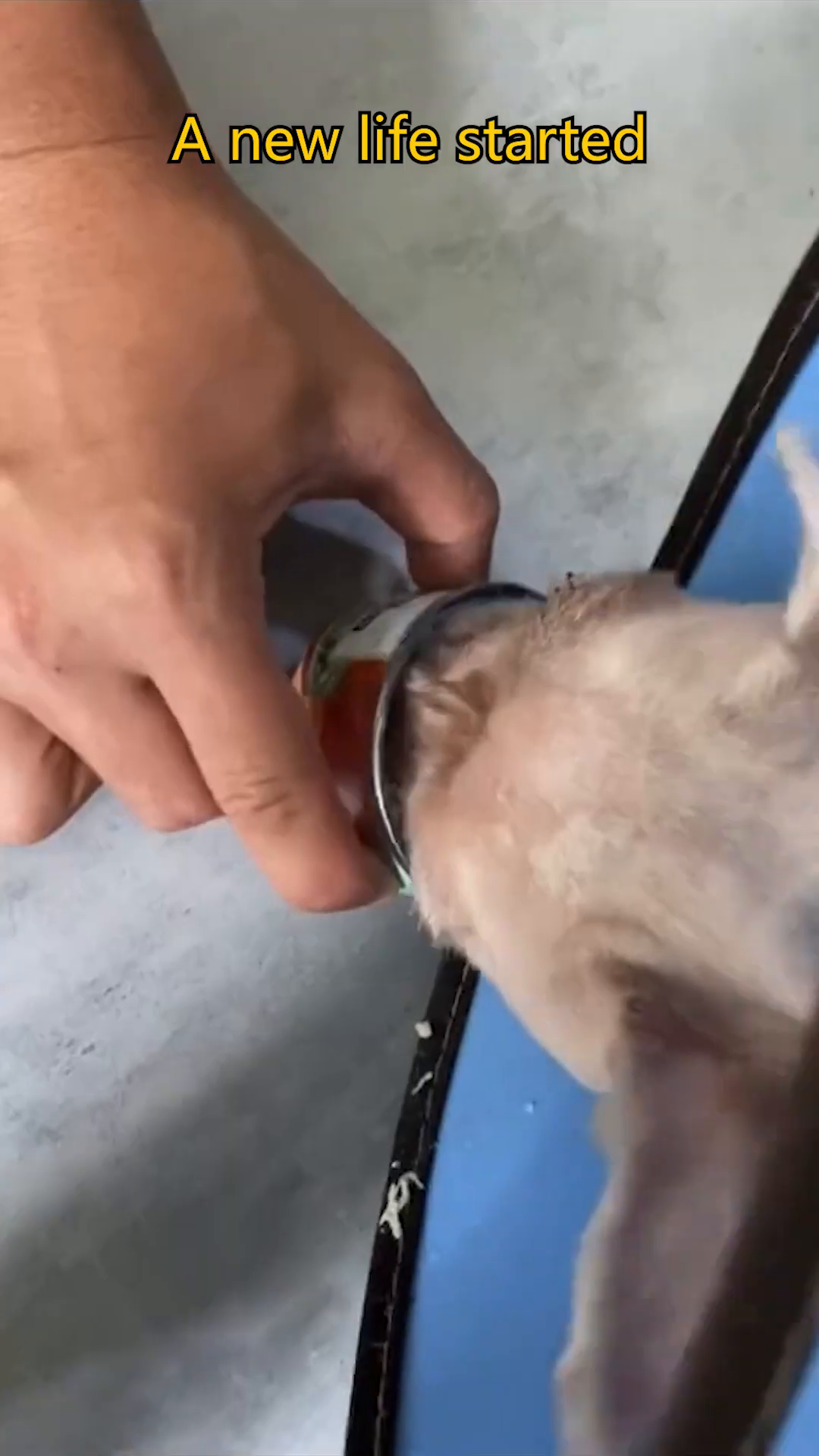 A hand gently pets the head of a small dog wearing an Elizabethan collar.