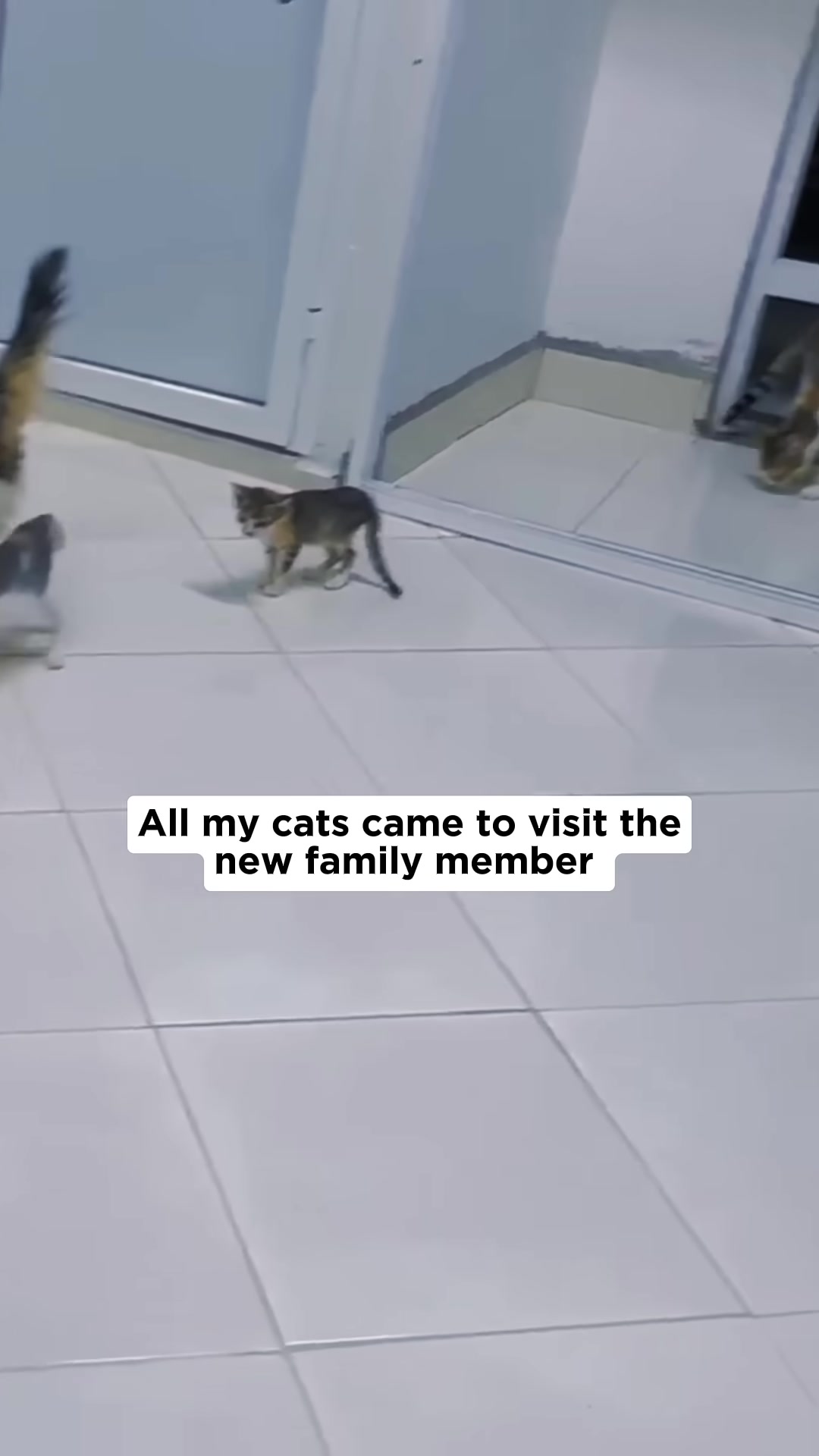 Multiple cats are gathered in a room, some looking towards a food bowl, others interacting.