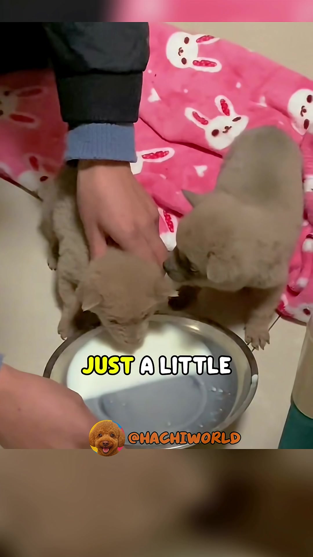 One of the puppies is drinking milk from the bowl, while the other watches closely.