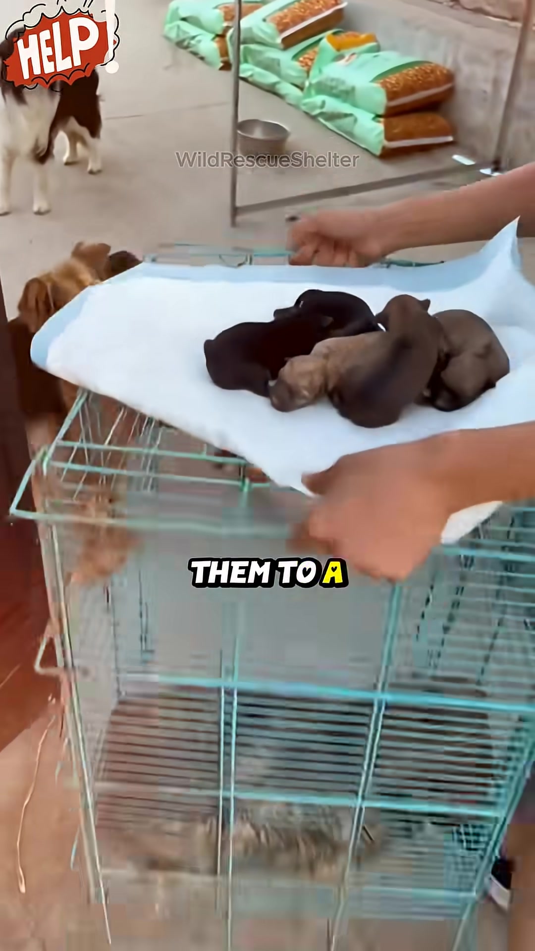 The mother dog and her puppies are inside a cage at a shelter, surrounded by other dogs.