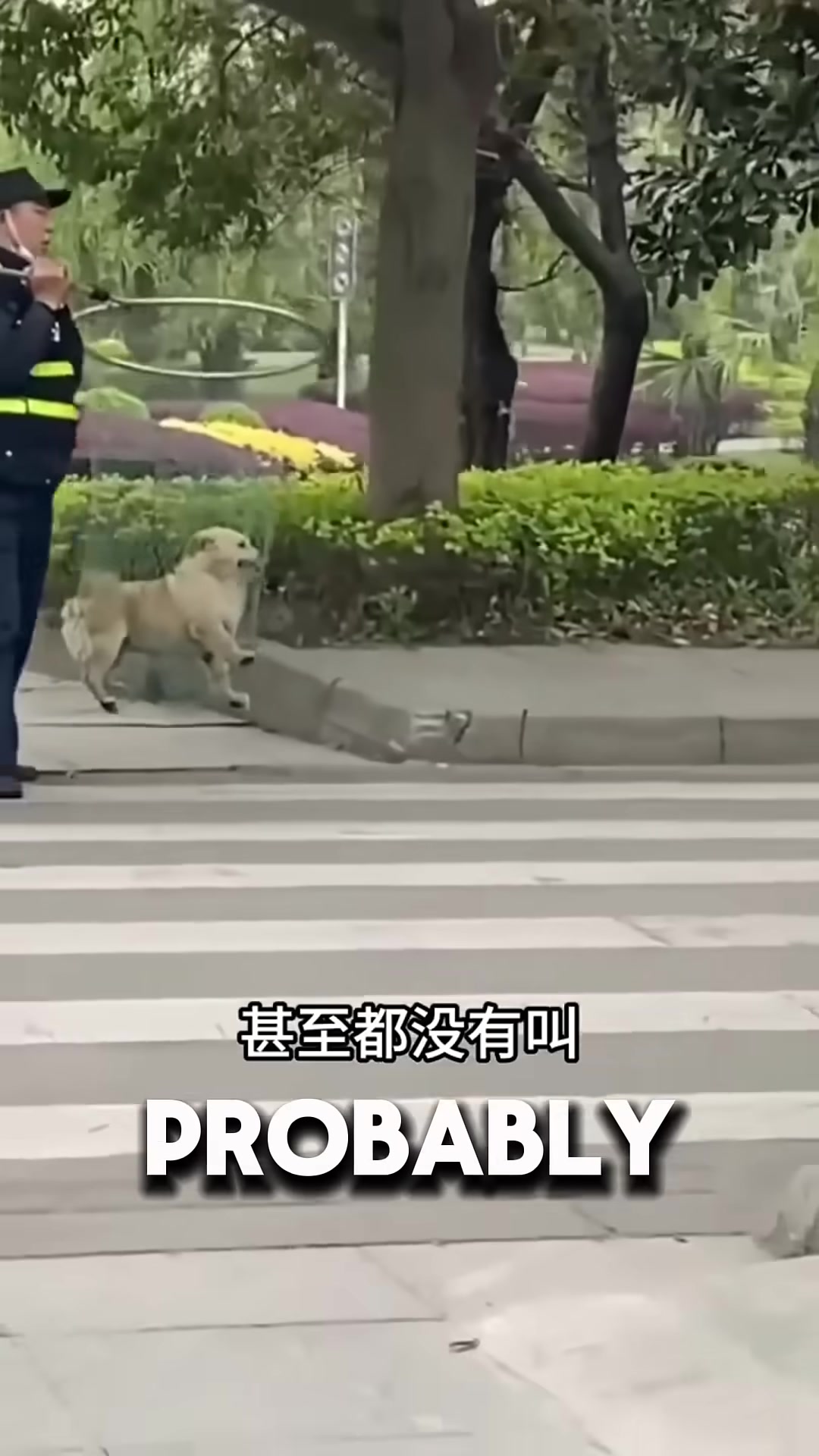 A dog being gently led away by a person, looking back with a trusting expression.