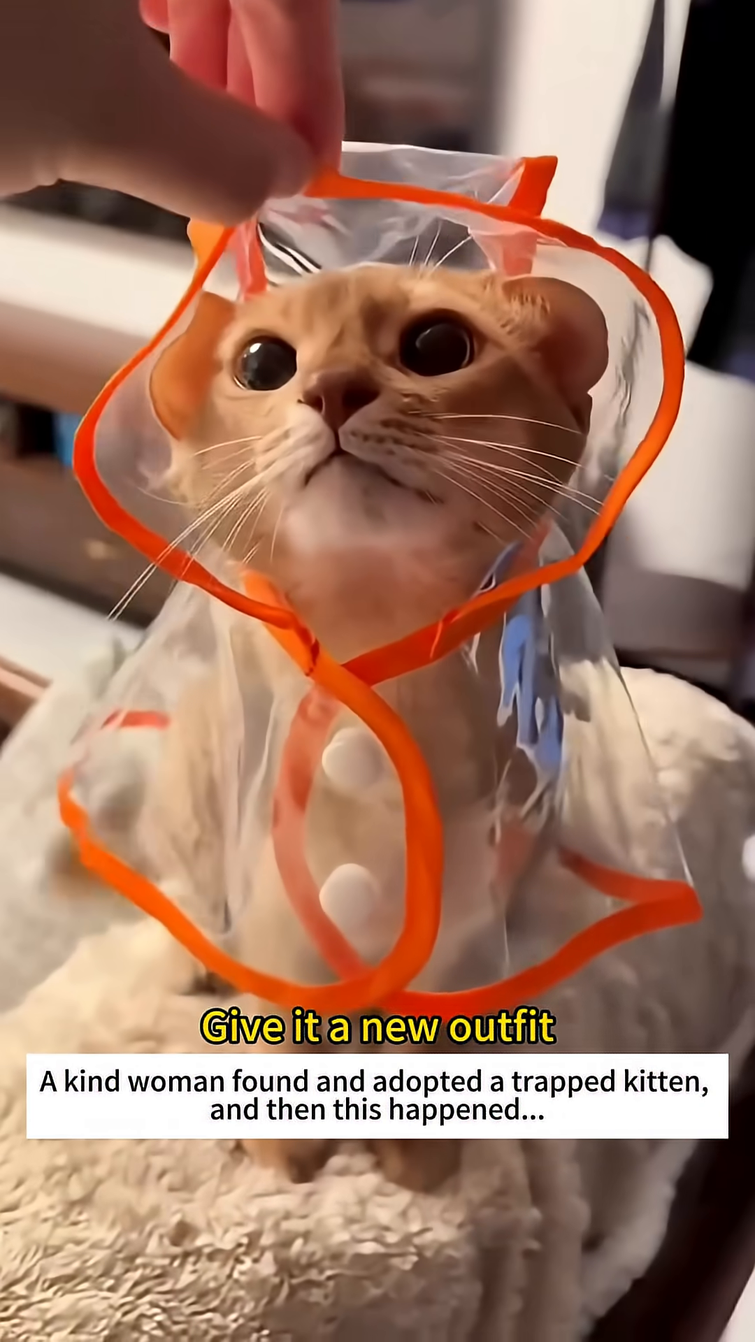 A kitten wearing a clear raincoat with orange trim.