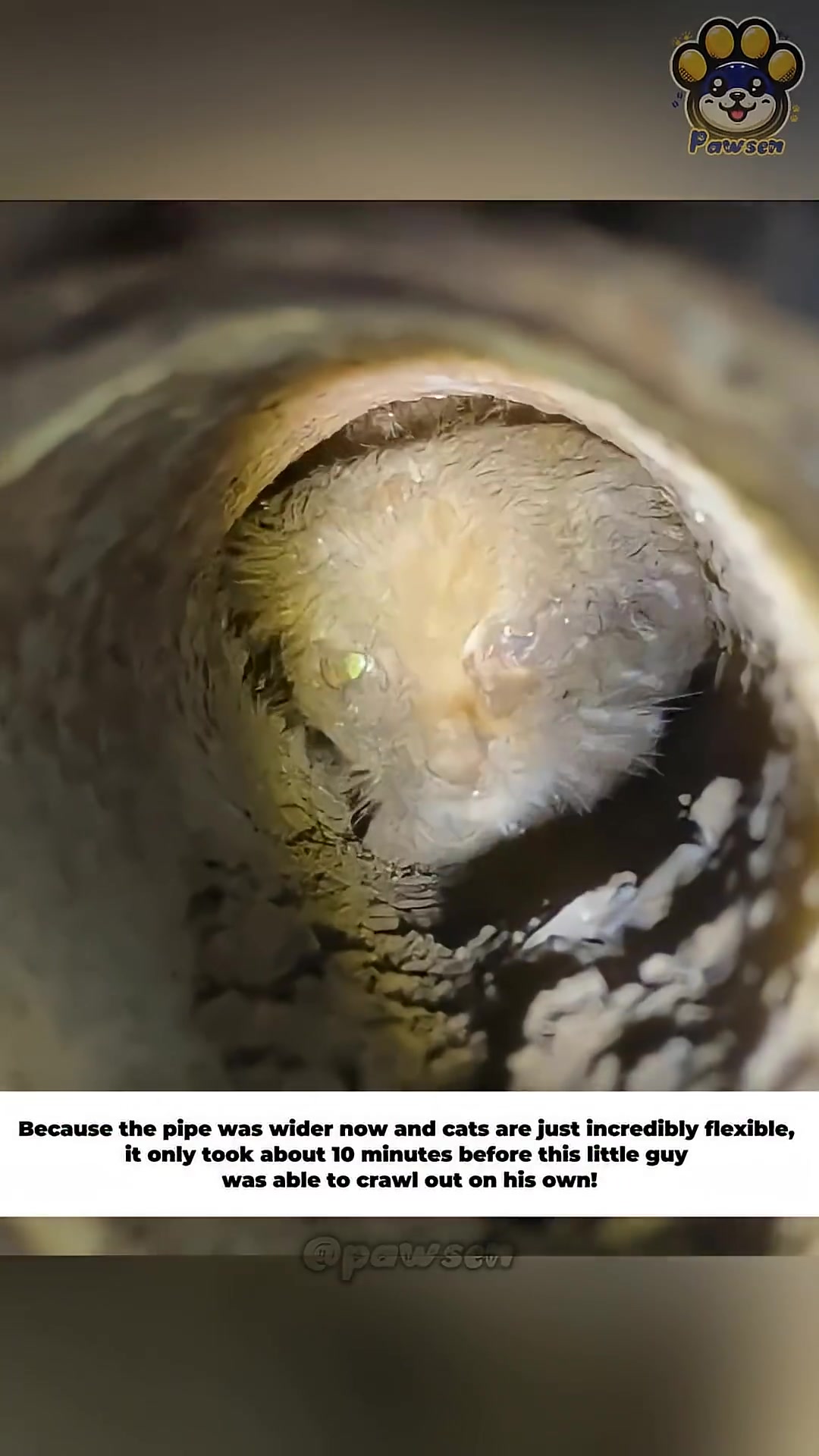A wet, dirty kitten begins to crawl out of a pipe.