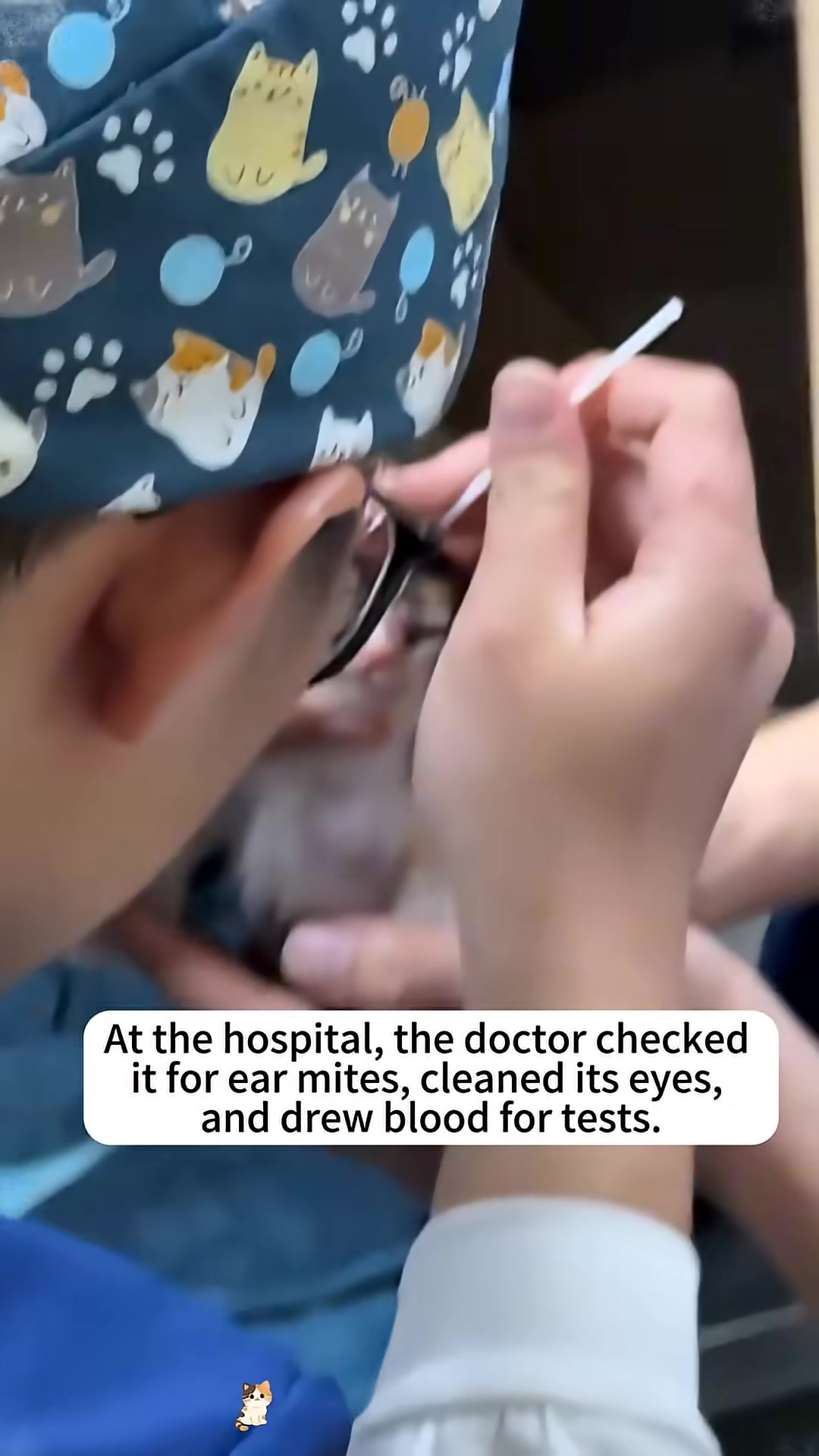 A veterinarian gently cleans the kitten's eyes.
