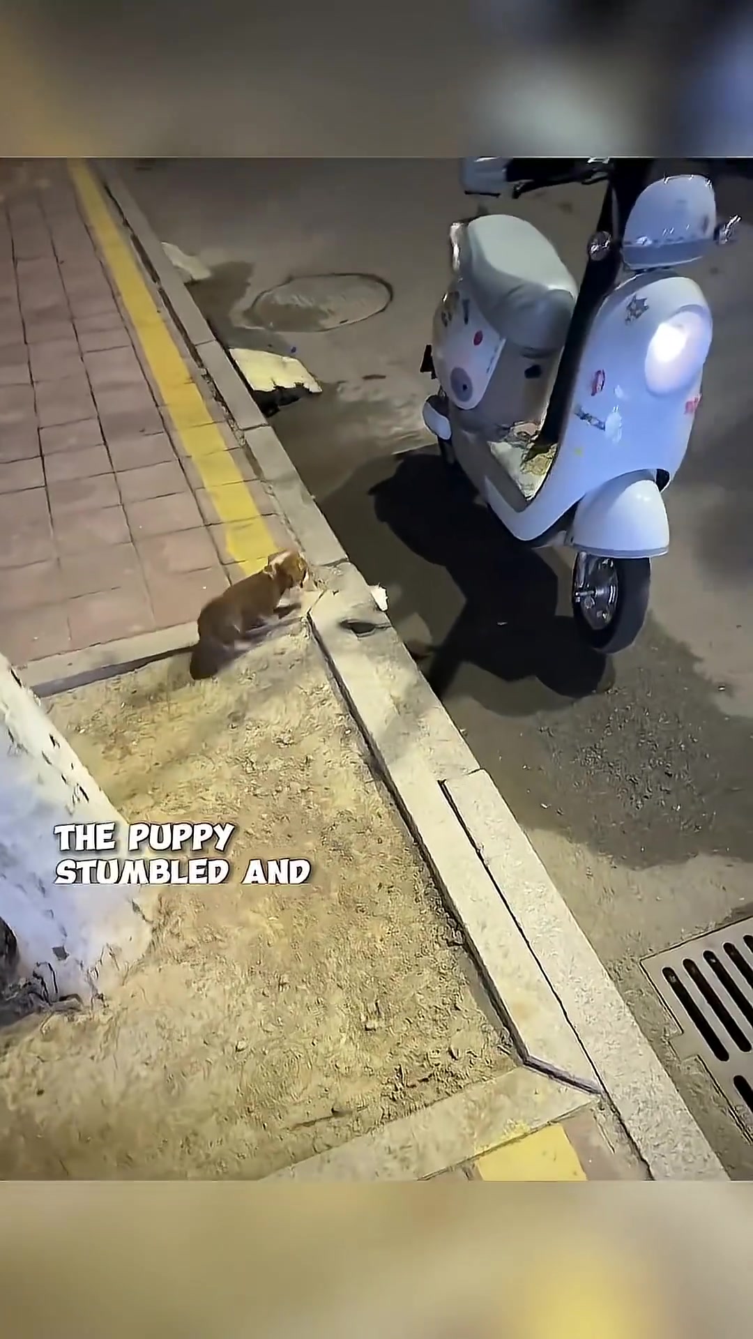 A puppy has fallen into the road, and a car has stopped nearby.