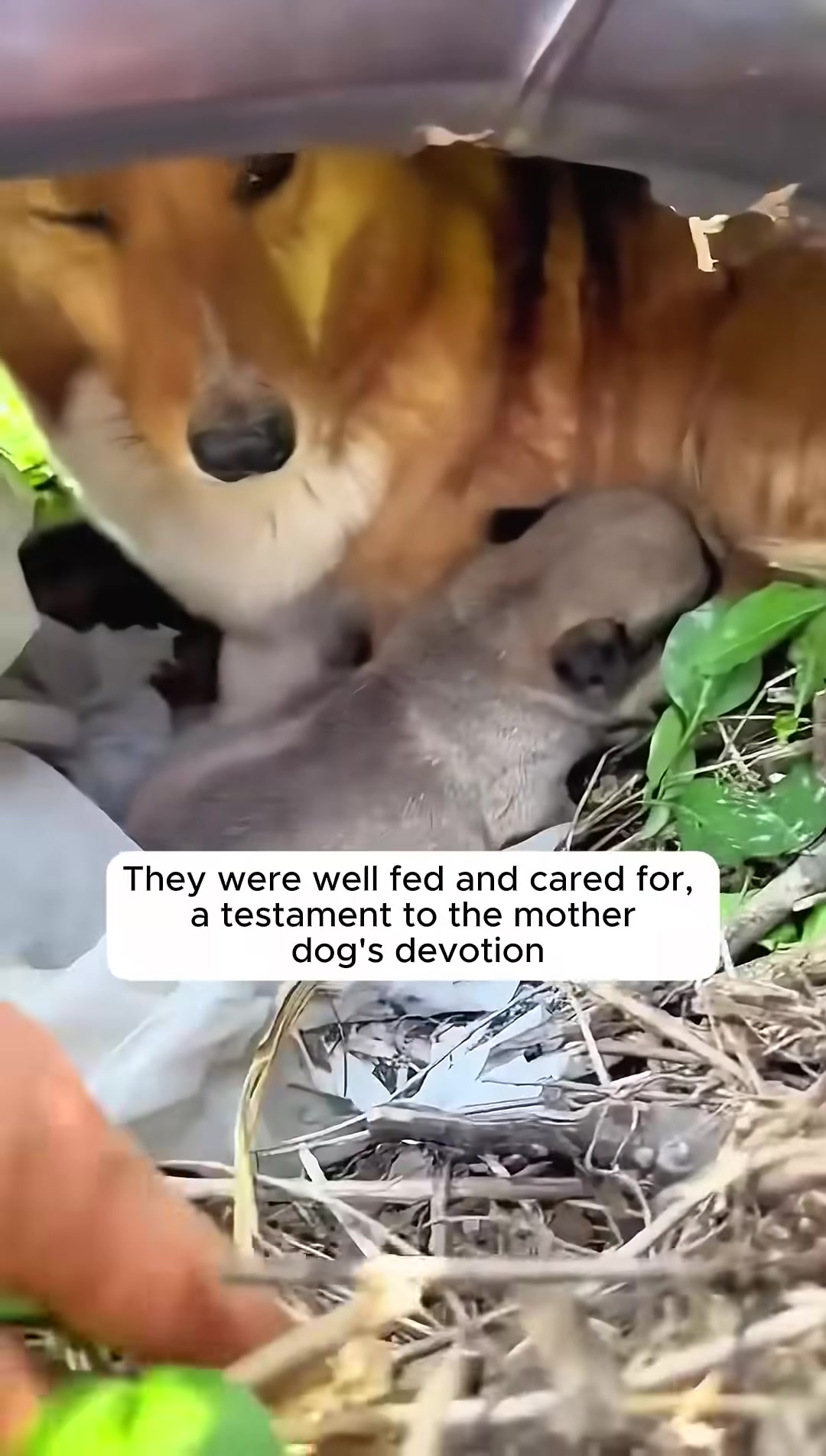 A person gently places a puppy into a cage.