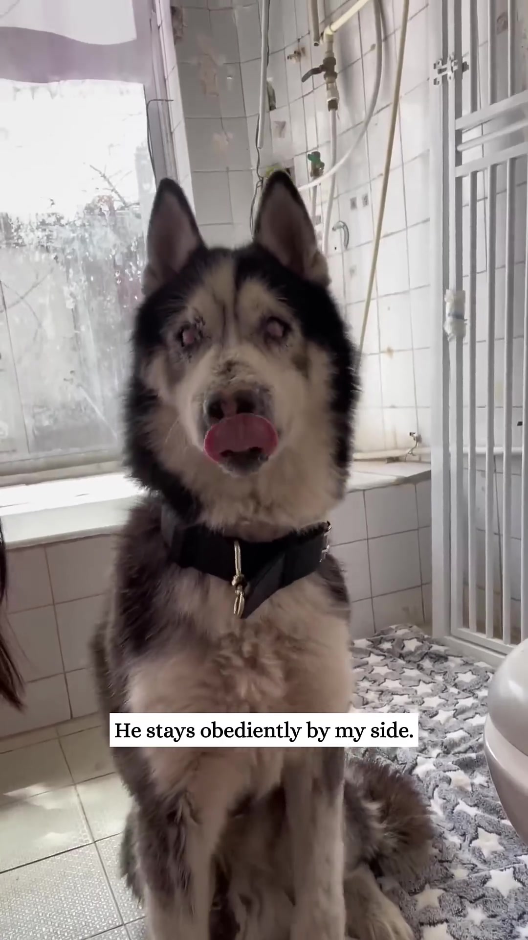 A healthy-looking husky sits obediently, wearing a collar.