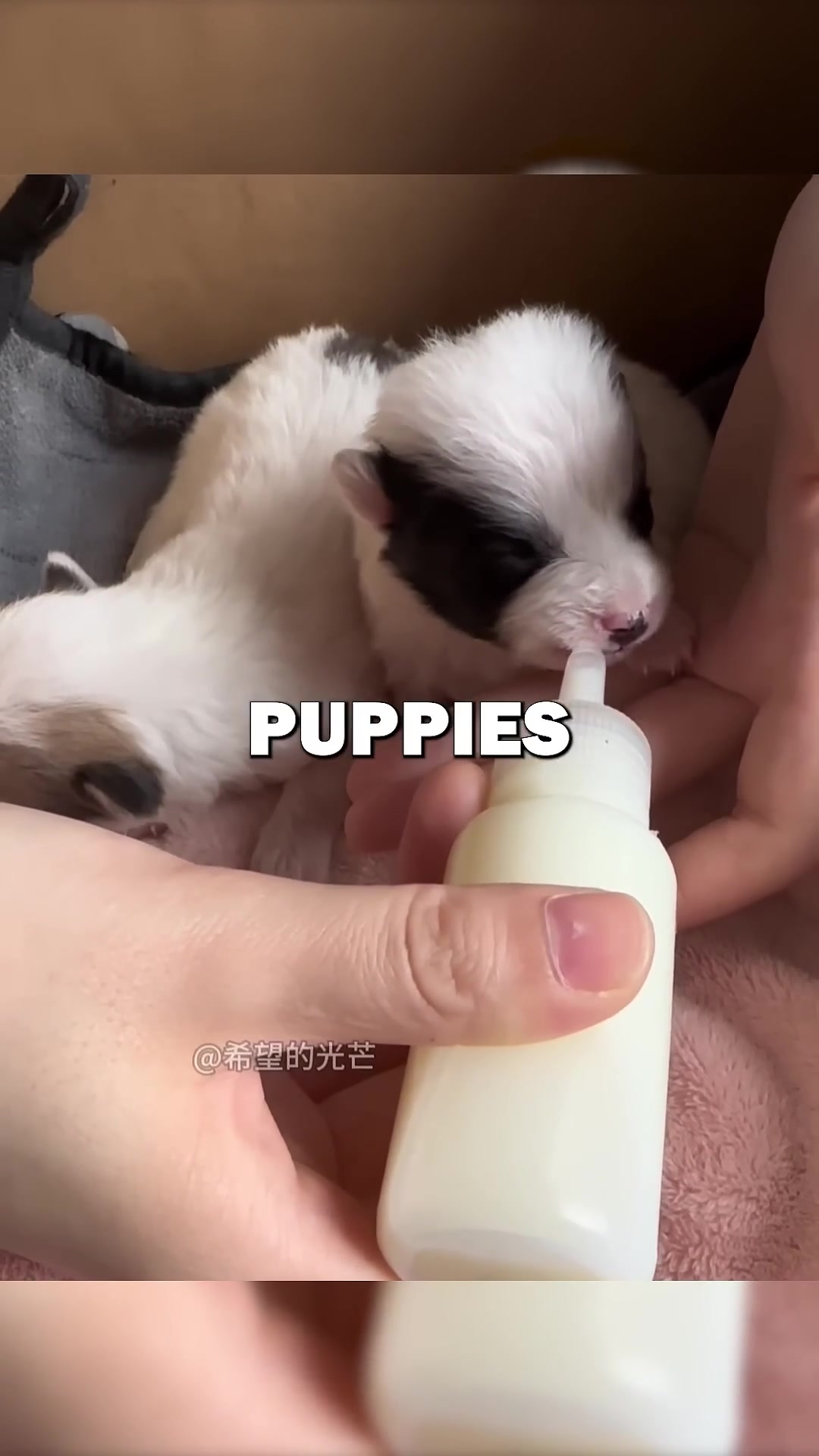 Two puppies eagerly drinking milk from bottles, their hunger evident.