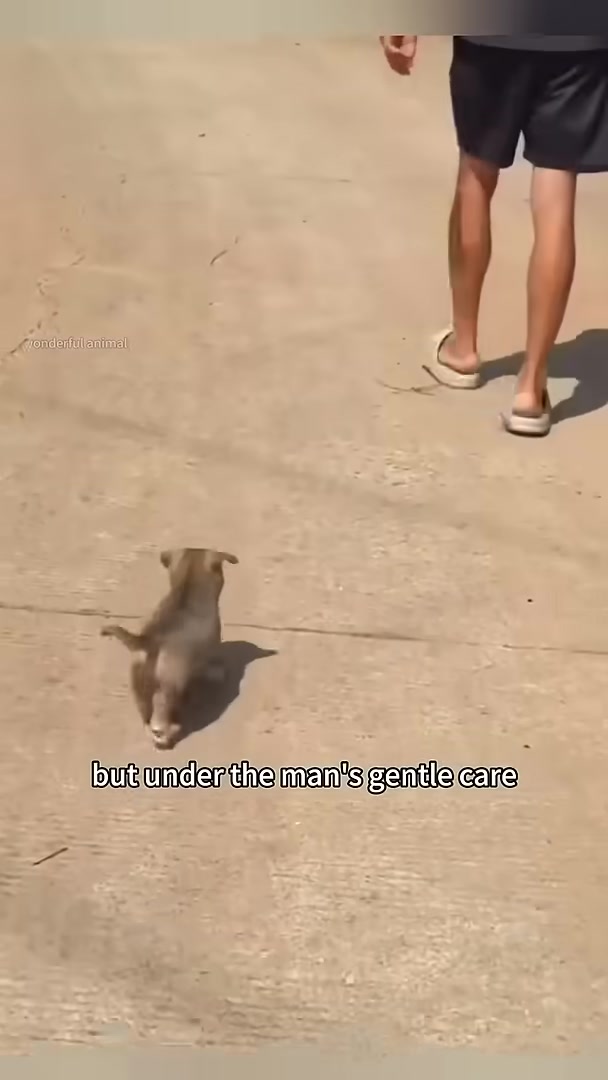 A puppy following a person's legs outdoors.