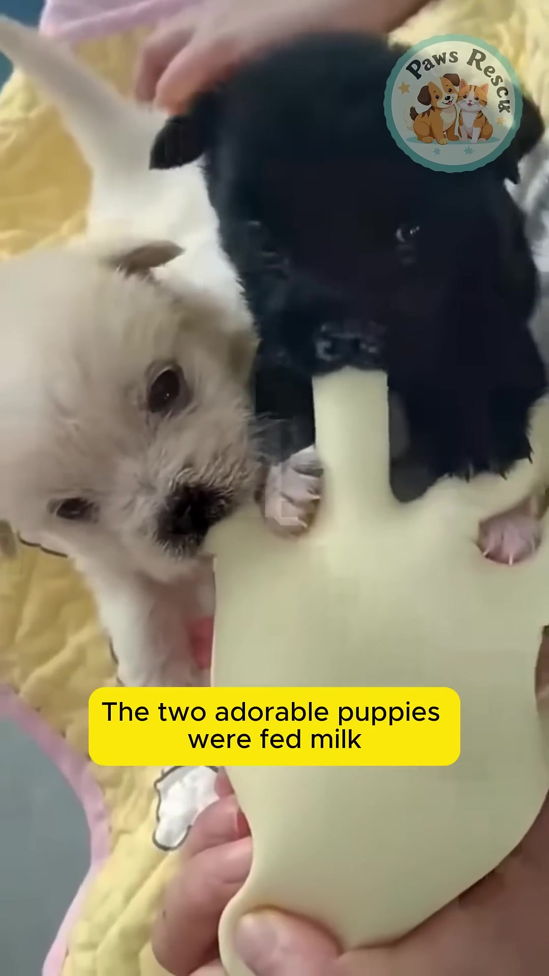 Two adorable puppies being fed milk.