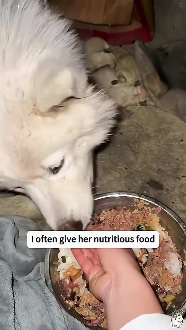 A person negotiates with the owner for the dogs.