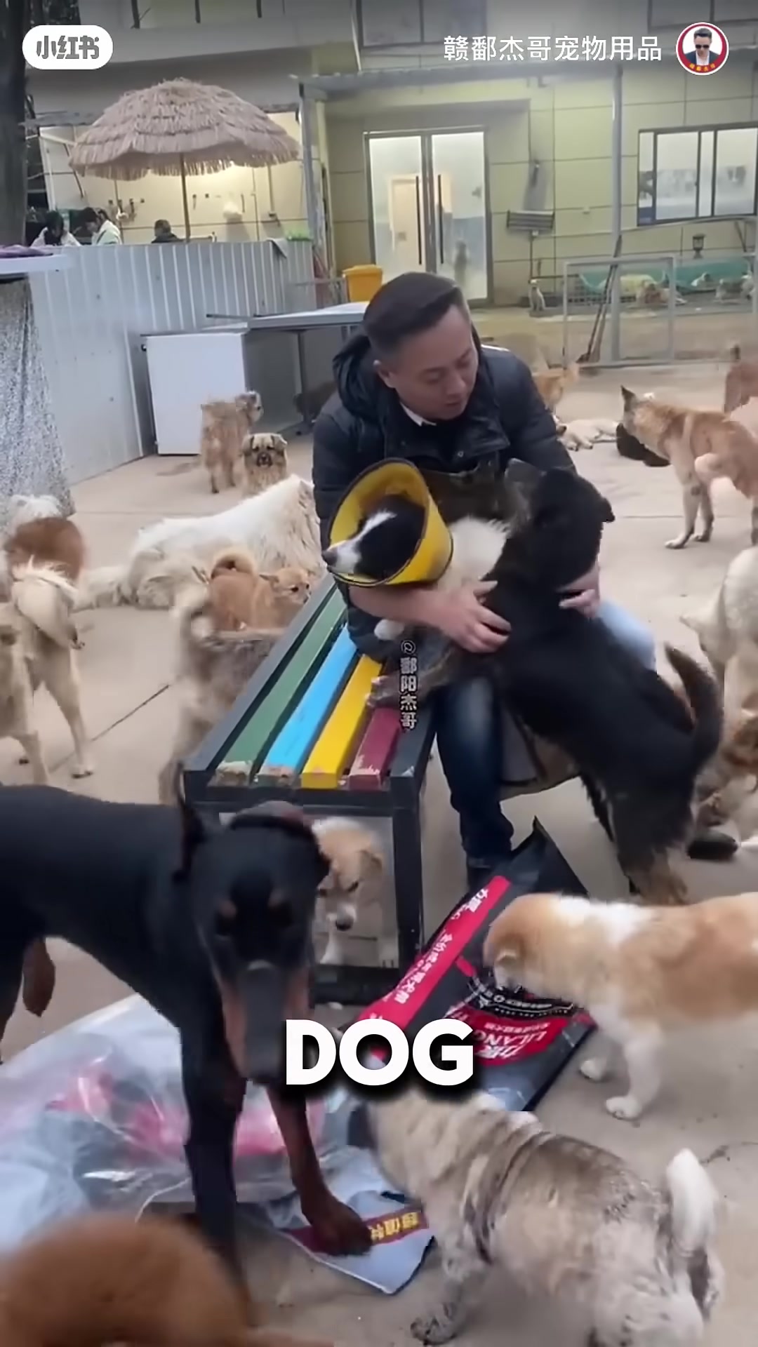 The same dog, now calm and happy, cuddles with the rescuer weeks after the rescue.