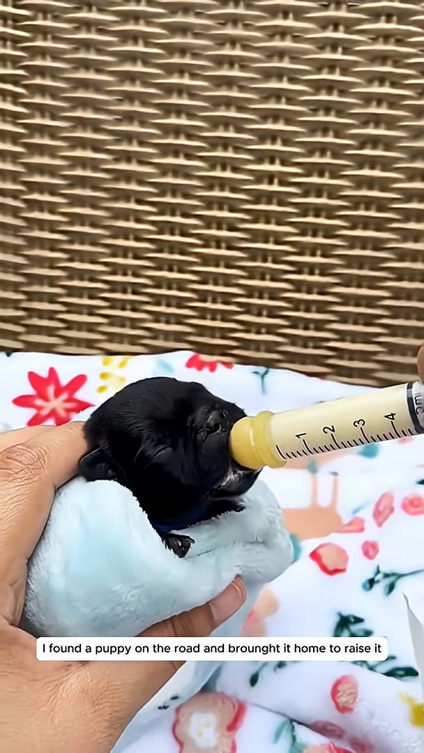 A person is placing a puppy on a digital scale.
