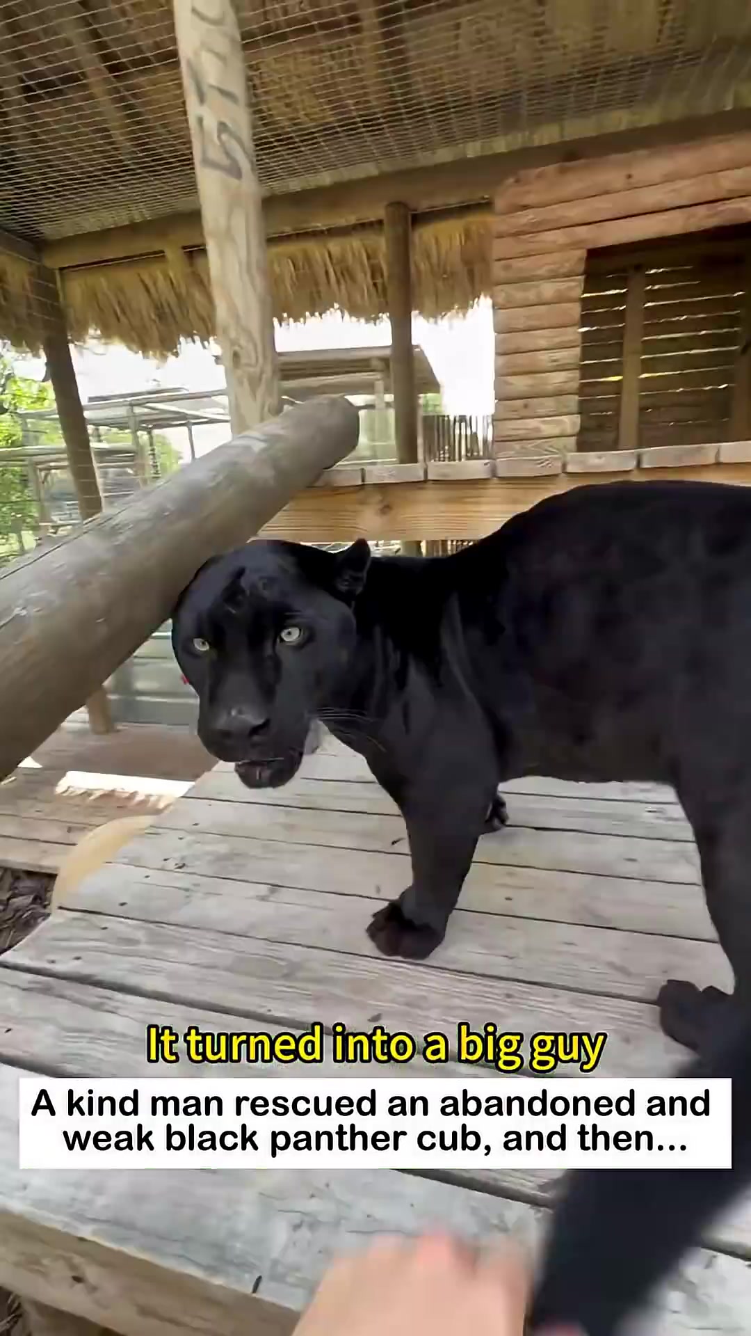 A person gently petting a large, healthy black panther's head.