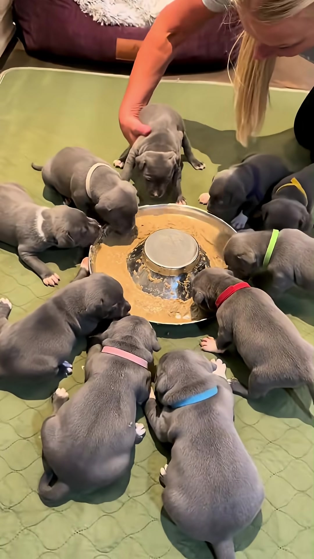 A group of energetic puppies eagerly eat from a large metal bowl.
