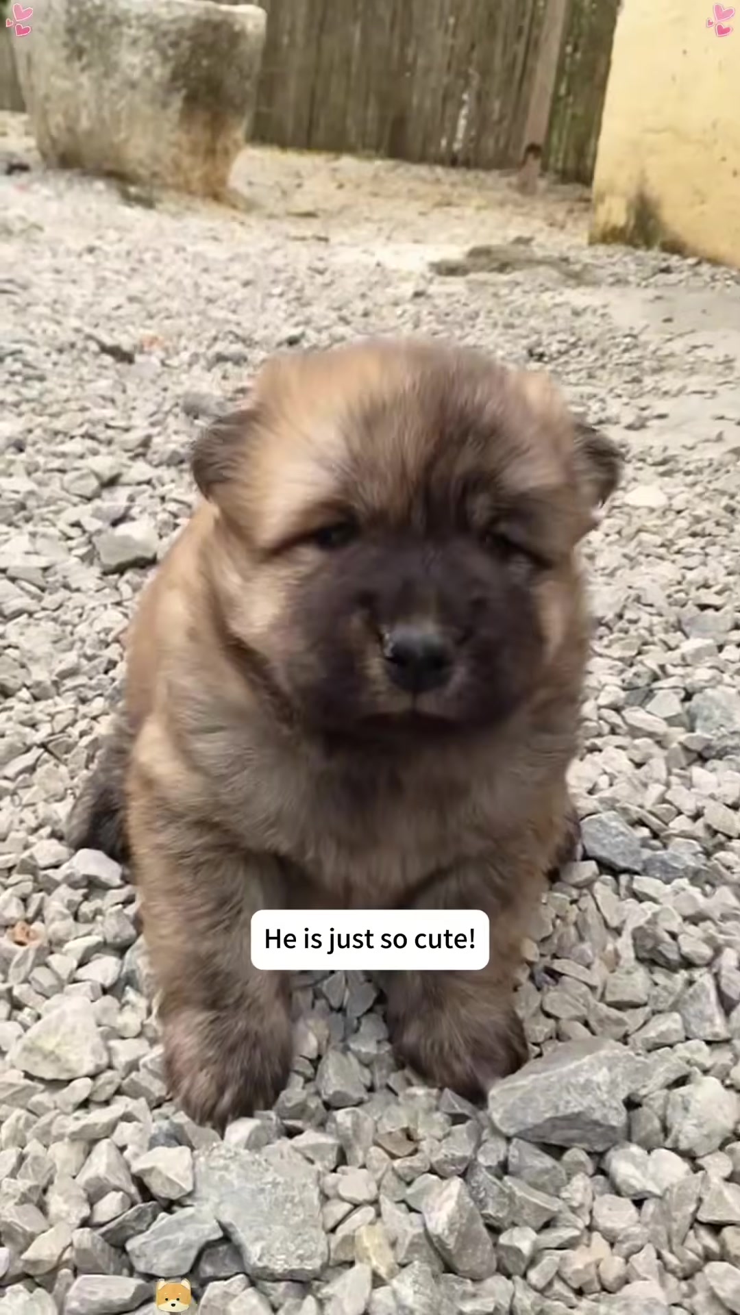 A small, fluffy puppy is sitting on the ground, looking very cute.