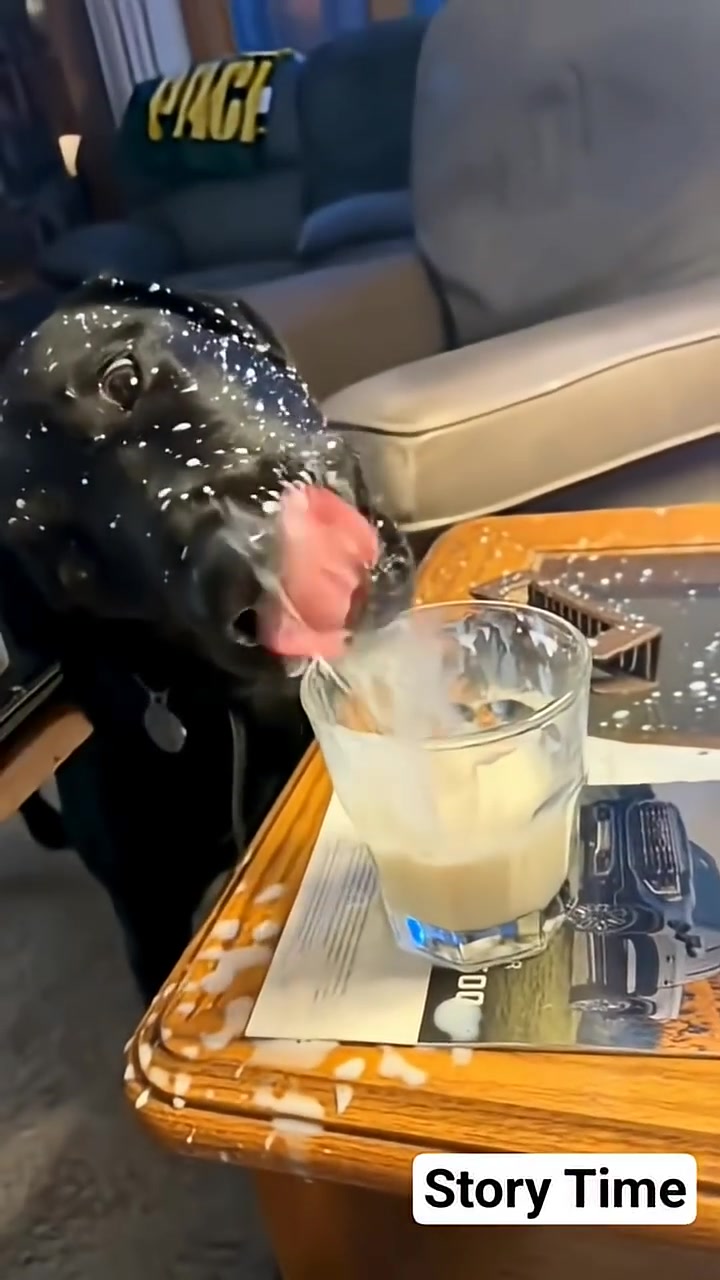A black puppy is licking milk from a glass, with milk spilled on its face and the table.