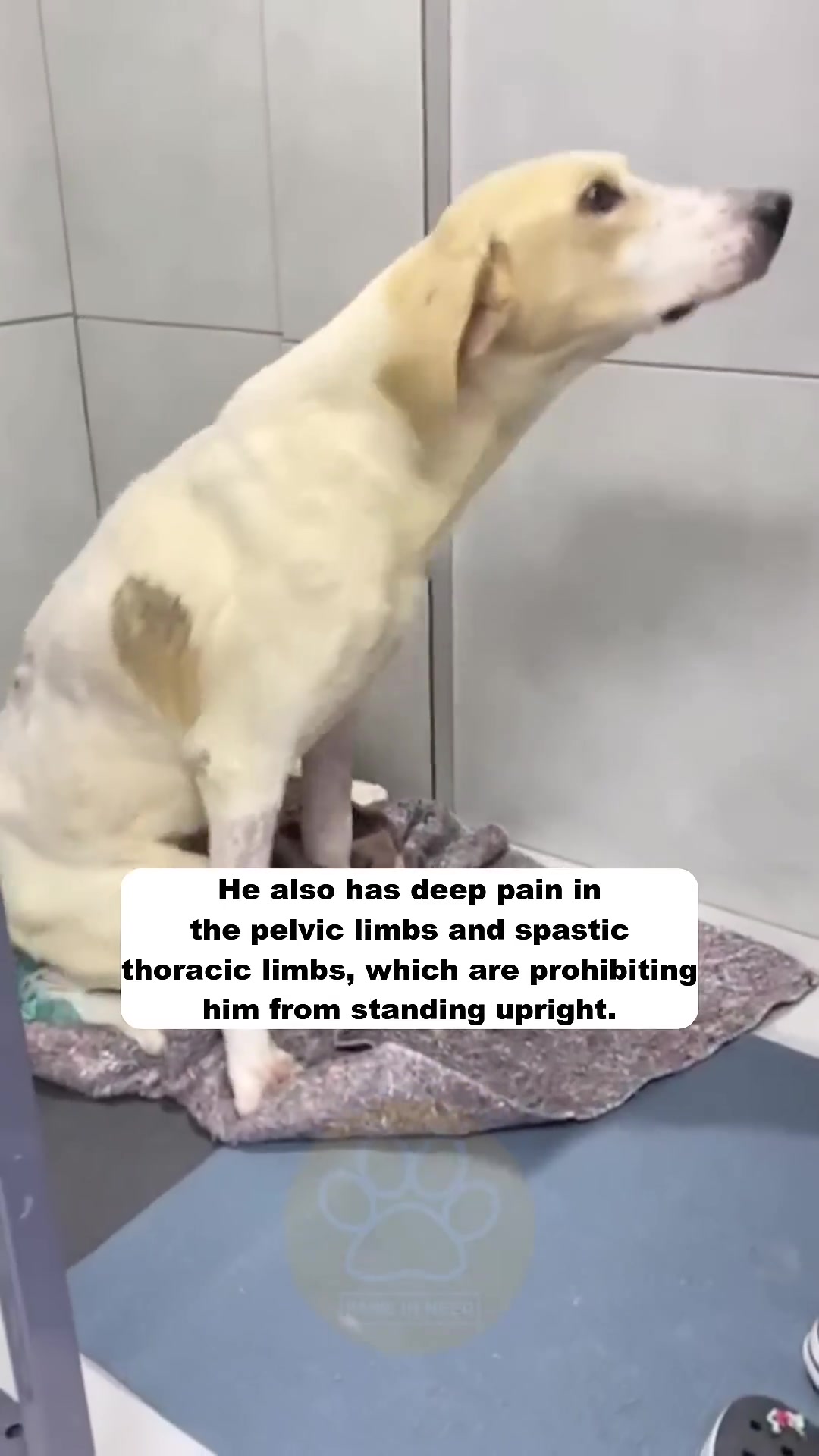 A pale dog is sitting and looking upwards, with a determined expression.
