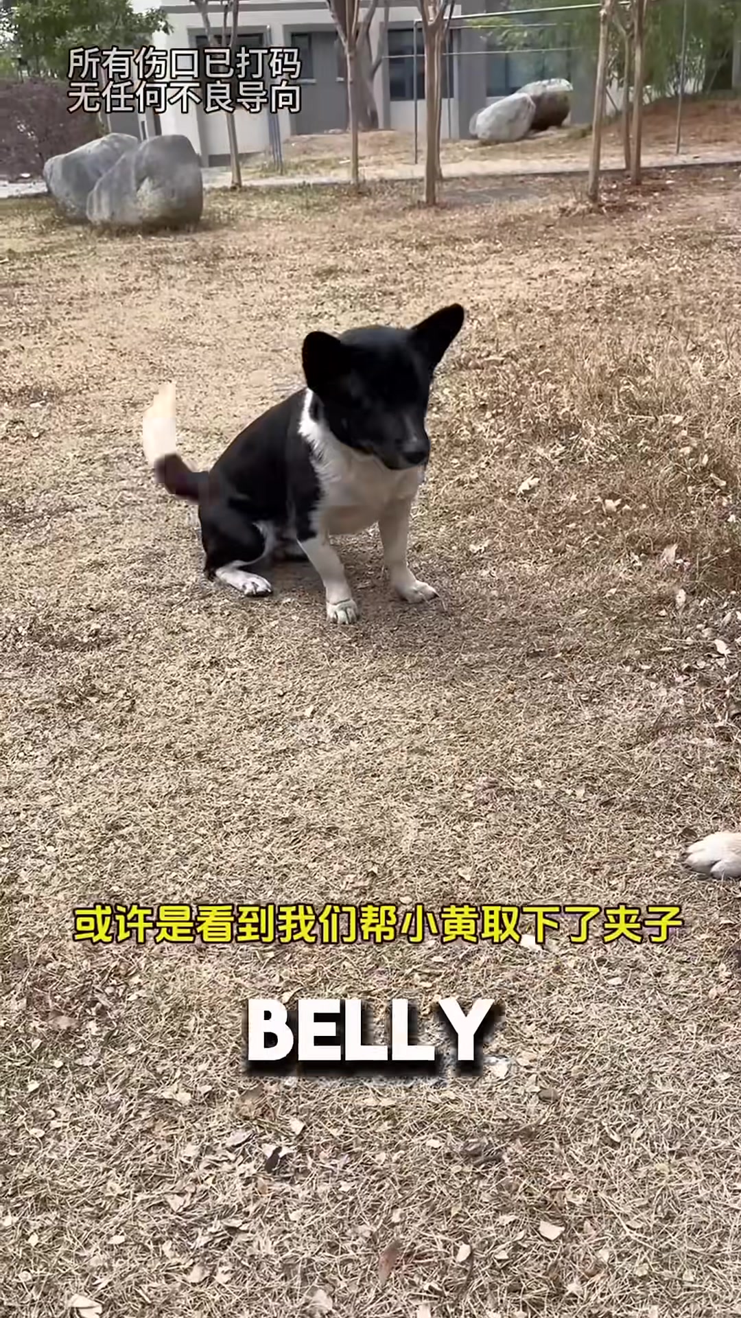A stray dog lying on his back, exposing his injured belly and paw to the rescuers.