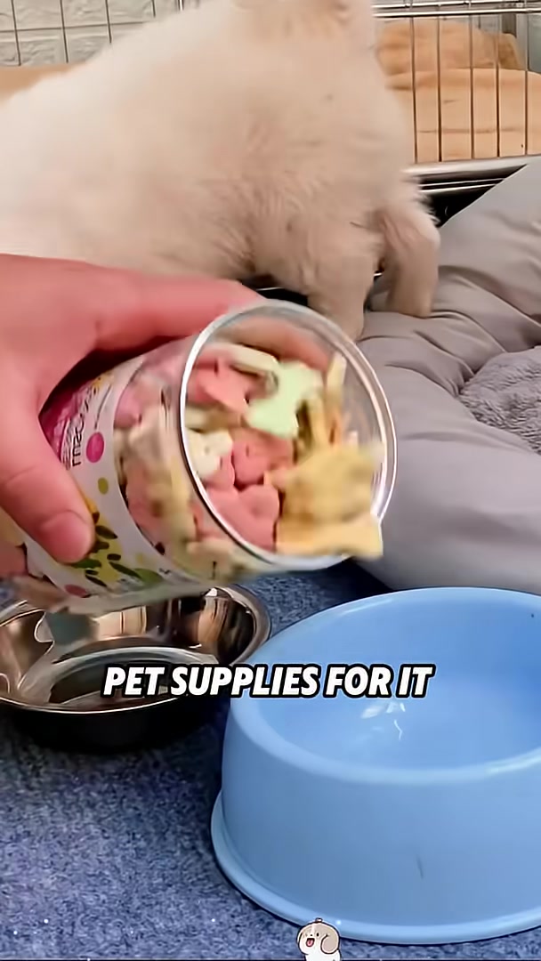 A hand pouring colorful dog treats into a blue bowl, with the puppy looking on.