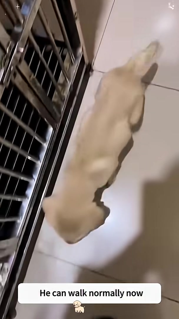 A puppy walks with newfound strength and confidence.