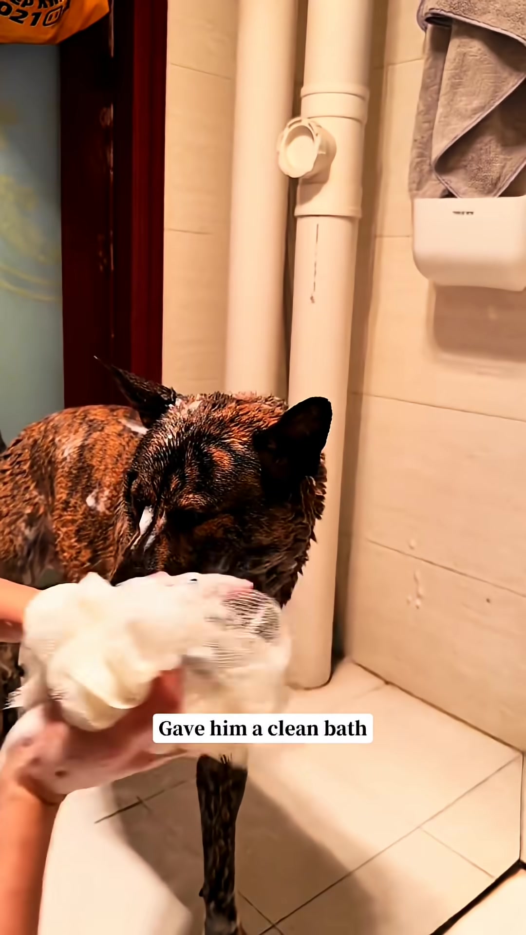 A dog is being bathed, looking calm and accepting the process.