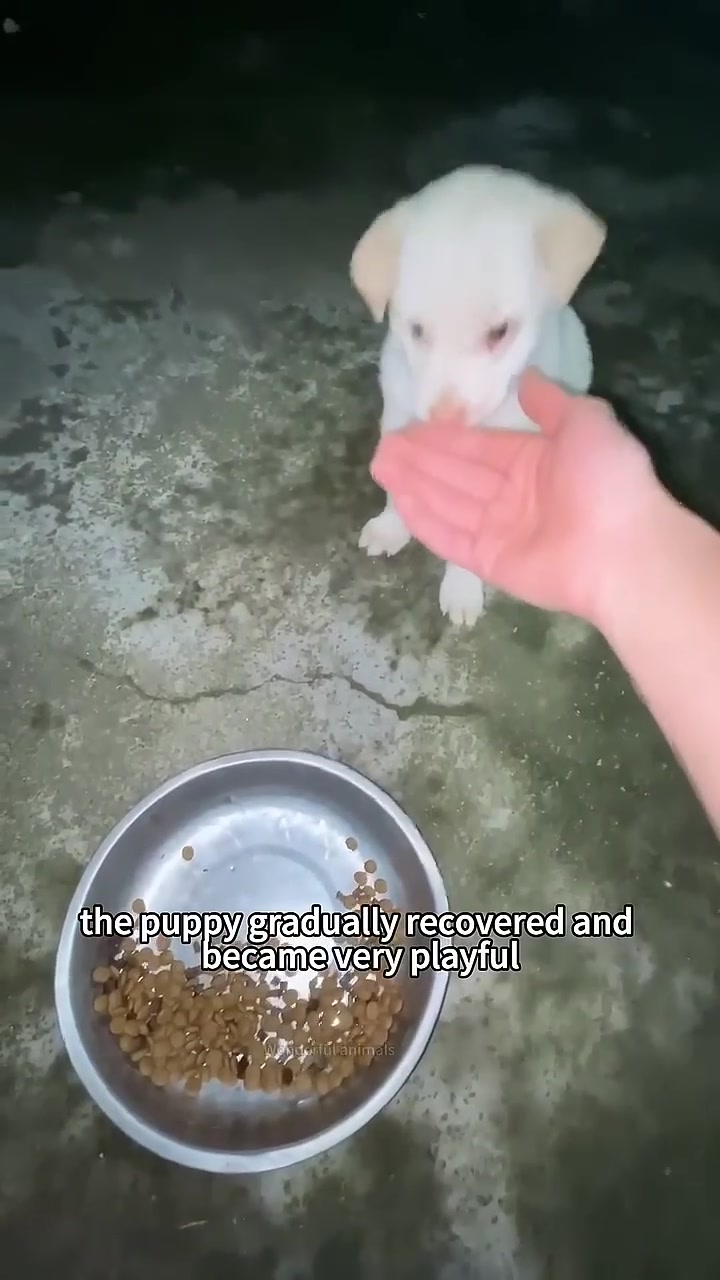 A small white puppy plays with a red cloth, showing its recovered energy.