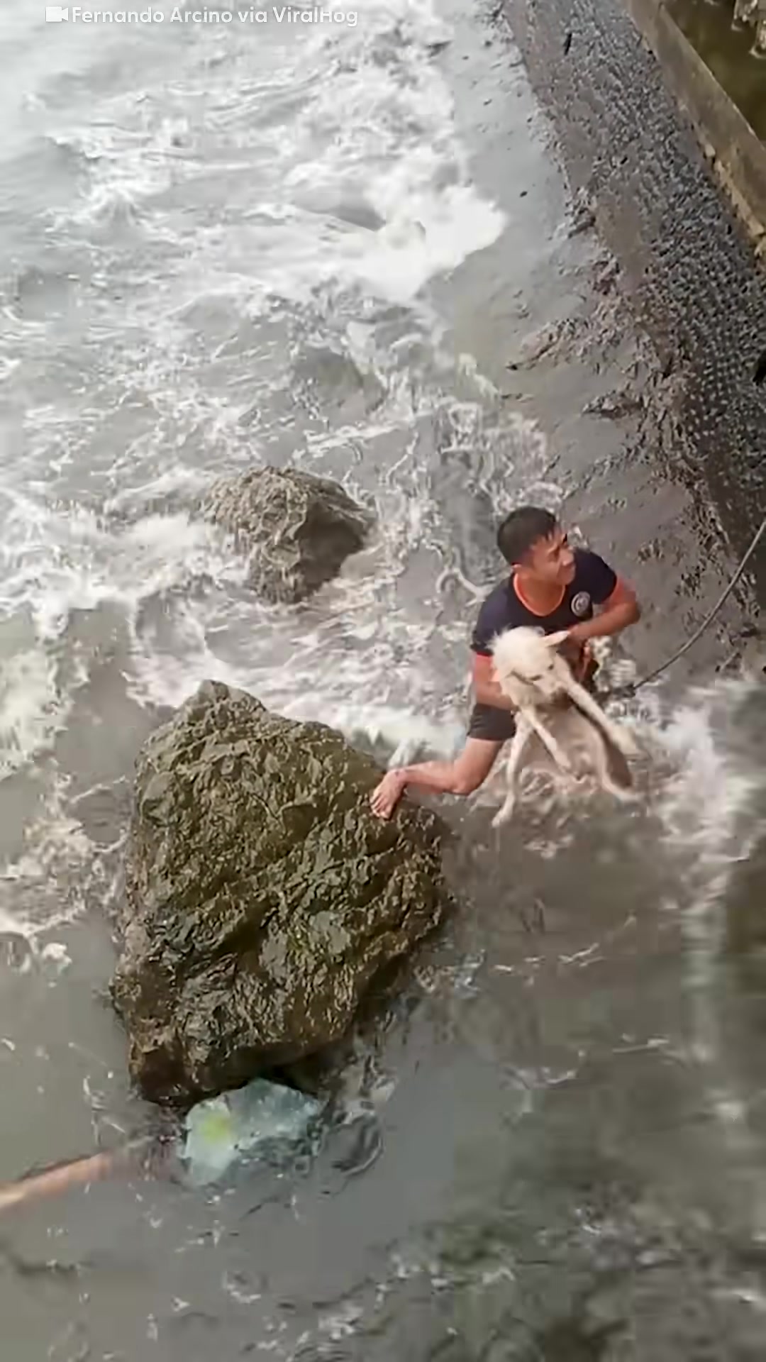 A rescuer holds the dog securely in the water.