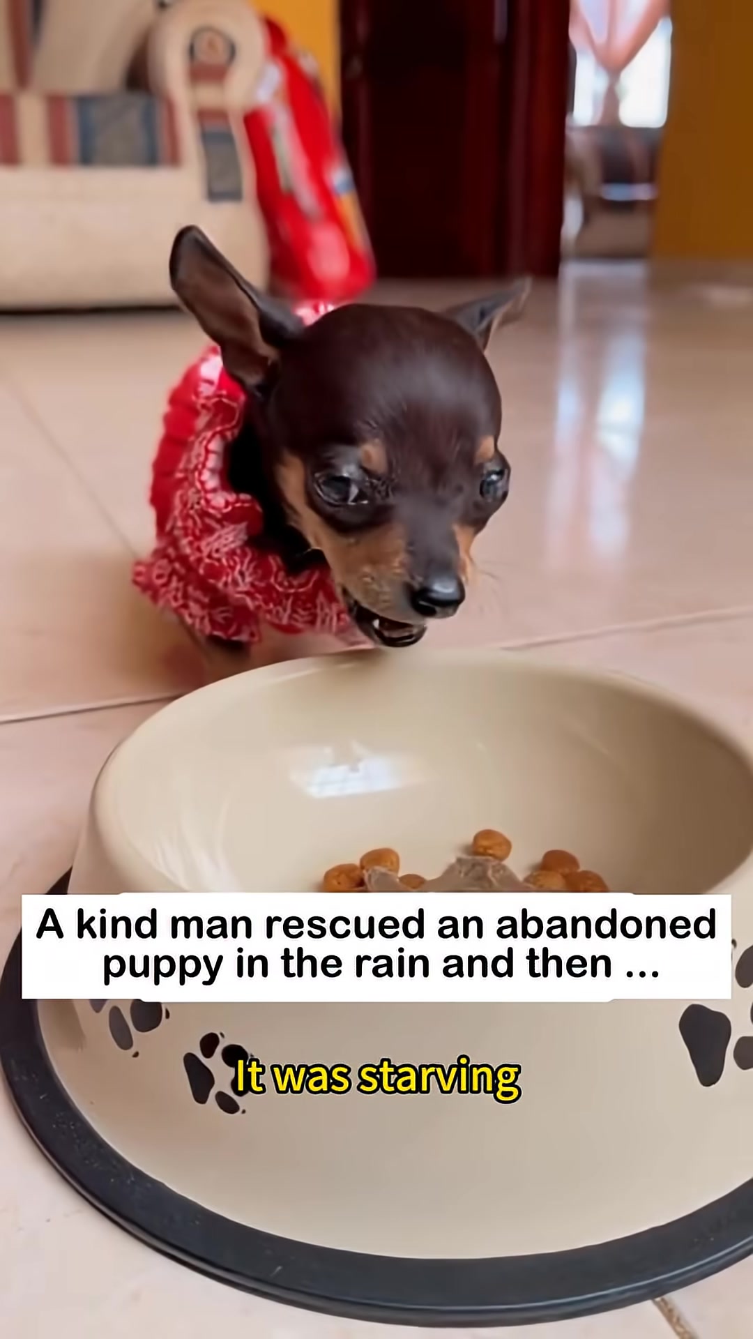 A puppy eats eagerly from a food bowl.