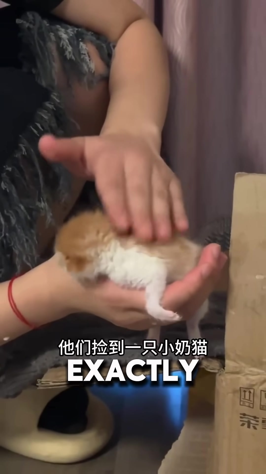 A woman holding a tiny kitten that looks identical to the one she lost.