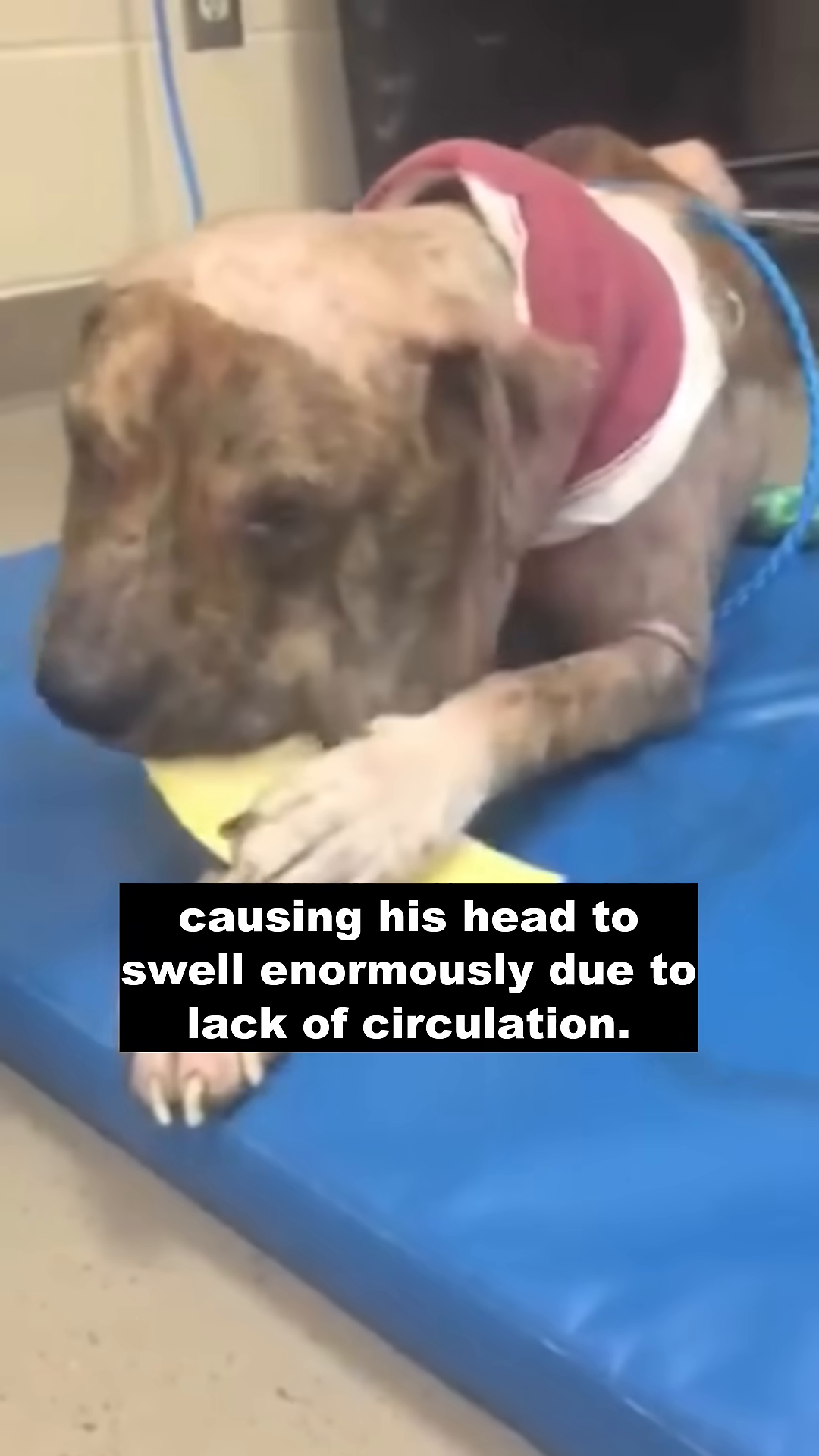 A dog with bandages on its head and neck is being fed by hand.