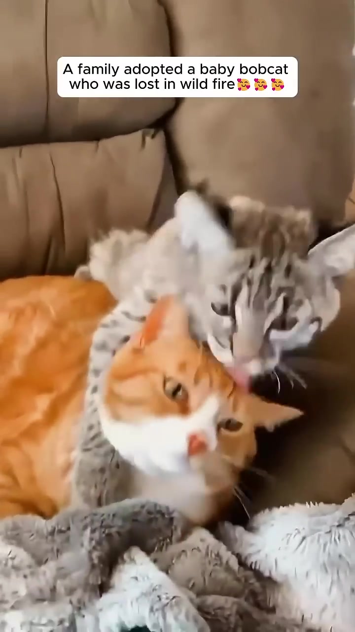A young bobcat snuggles and licks an orange tabby cat.