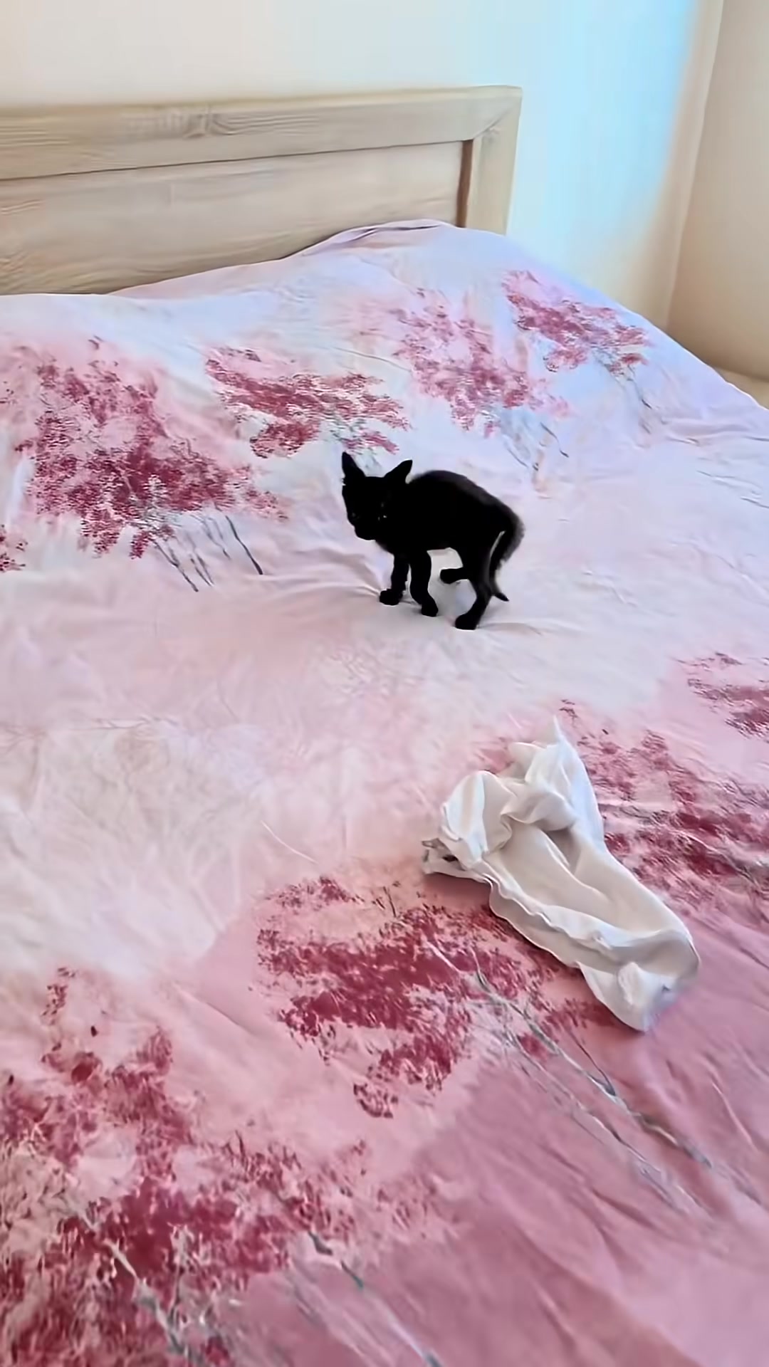 The black kitten playfully pounces on a bed.
