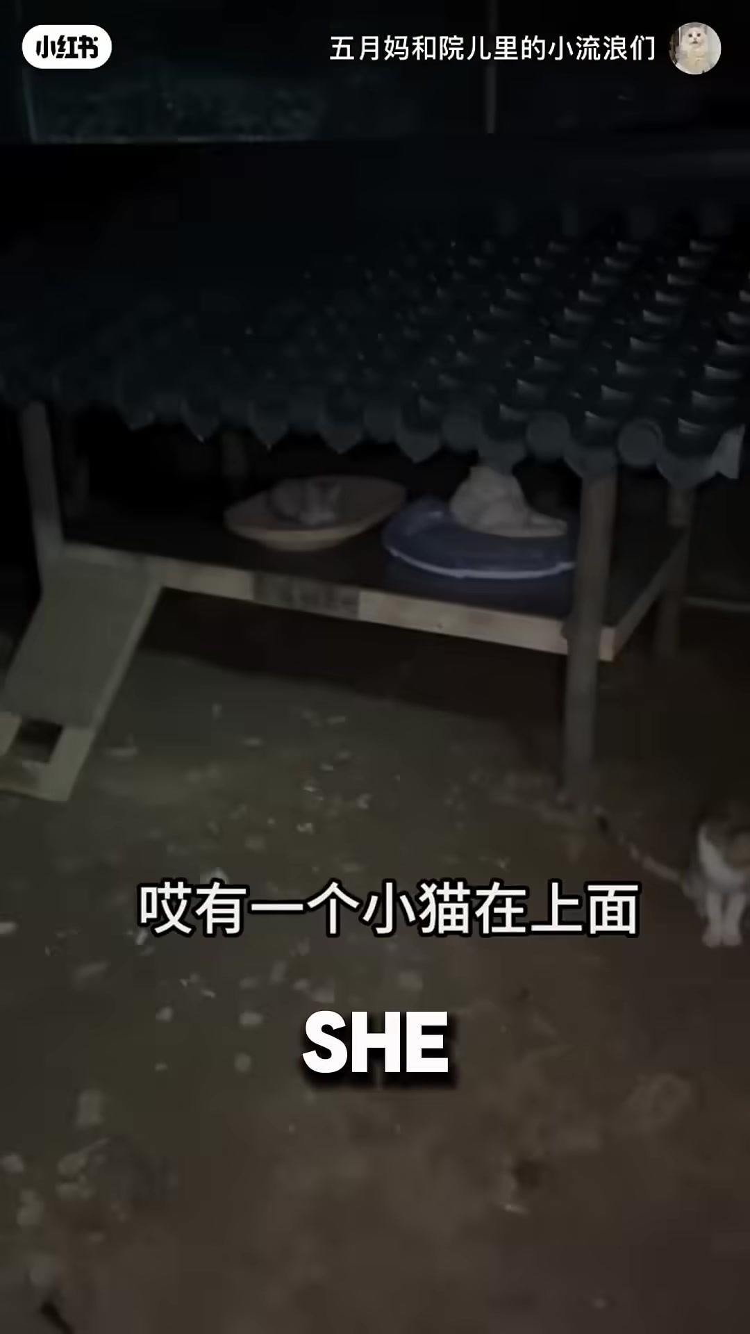 A white cat cuddling with a new cat friend inside a small wooden house.