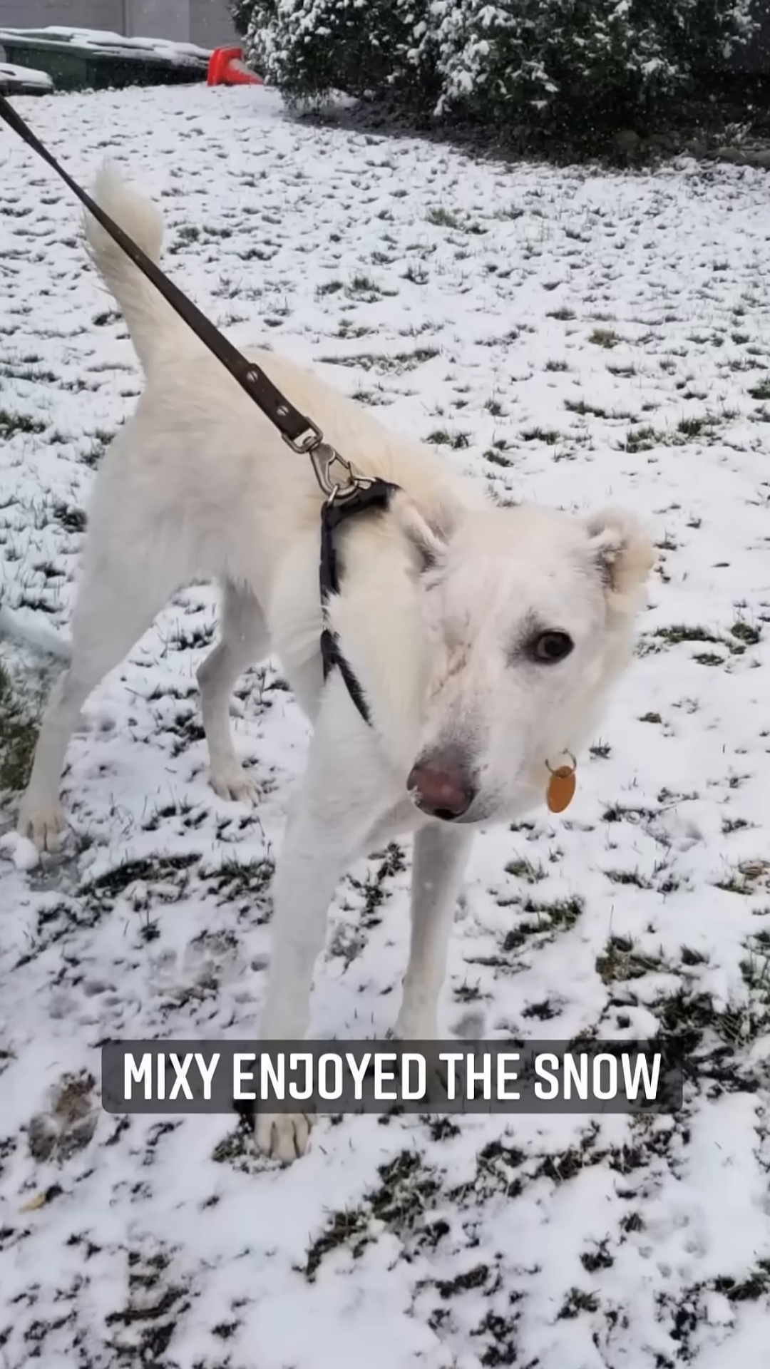 A white dog happily playing in the snow.