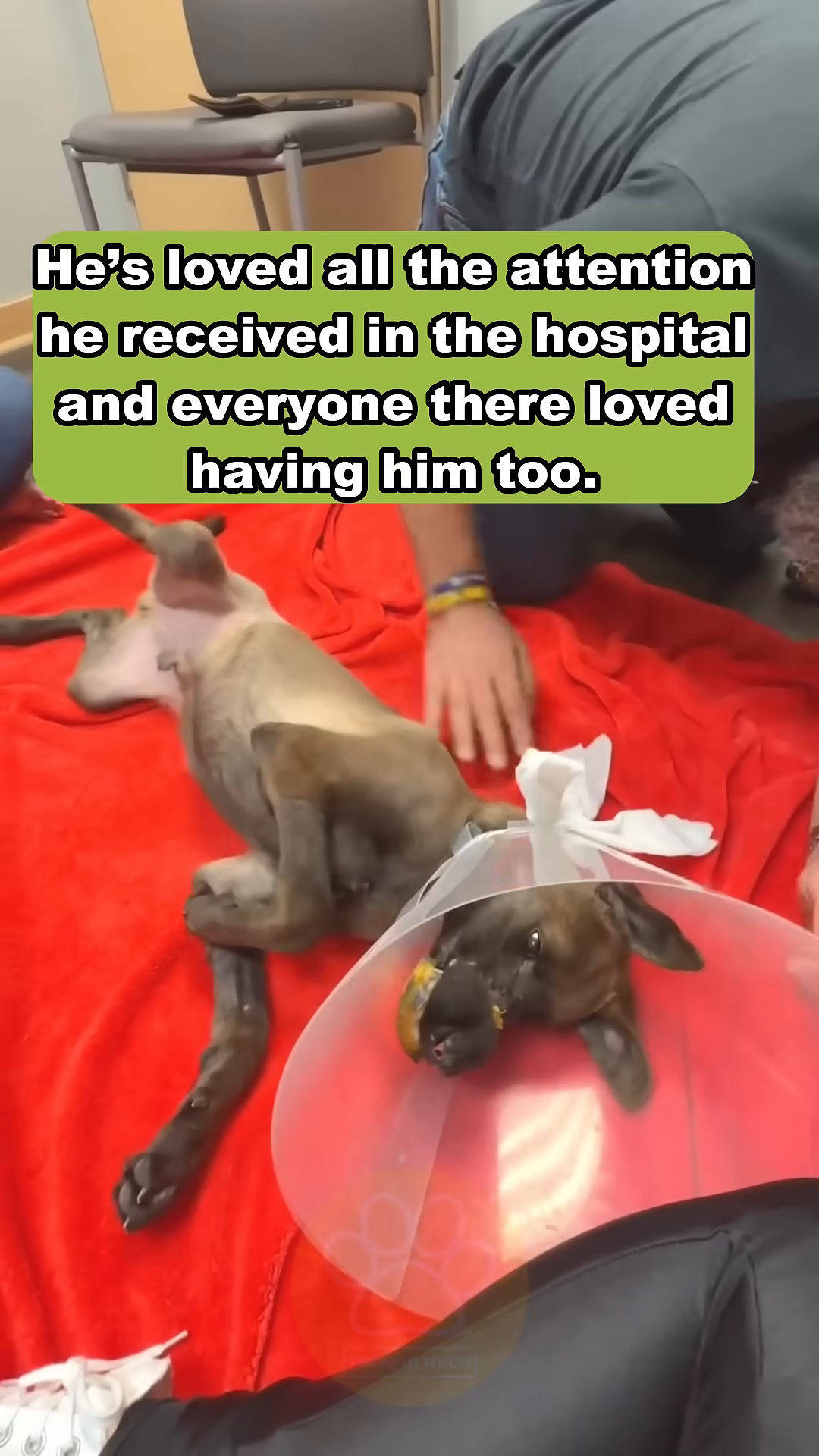 Vinny lying on a red blanket, enjoying gentle pets from a caregiver.