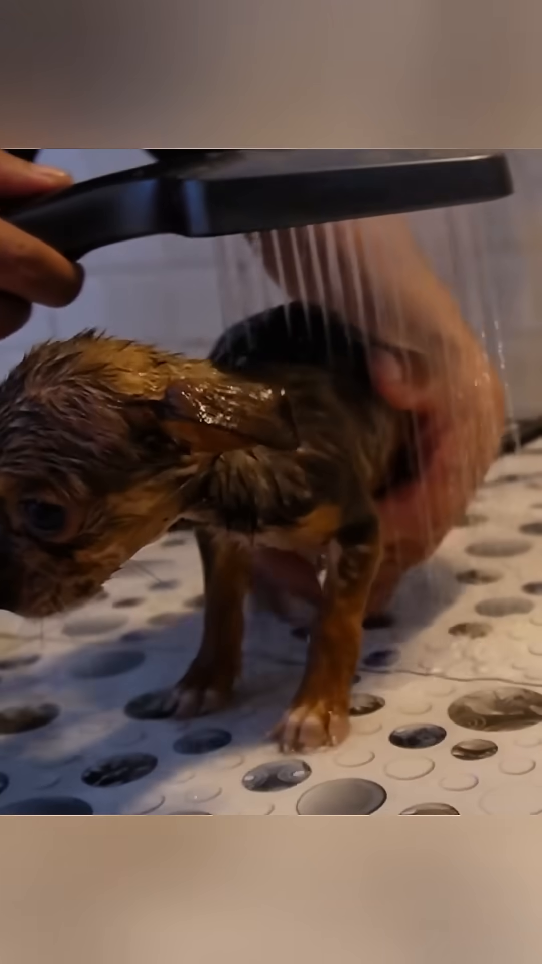A puppy is being gently washed under a showerhead, looking calmer.