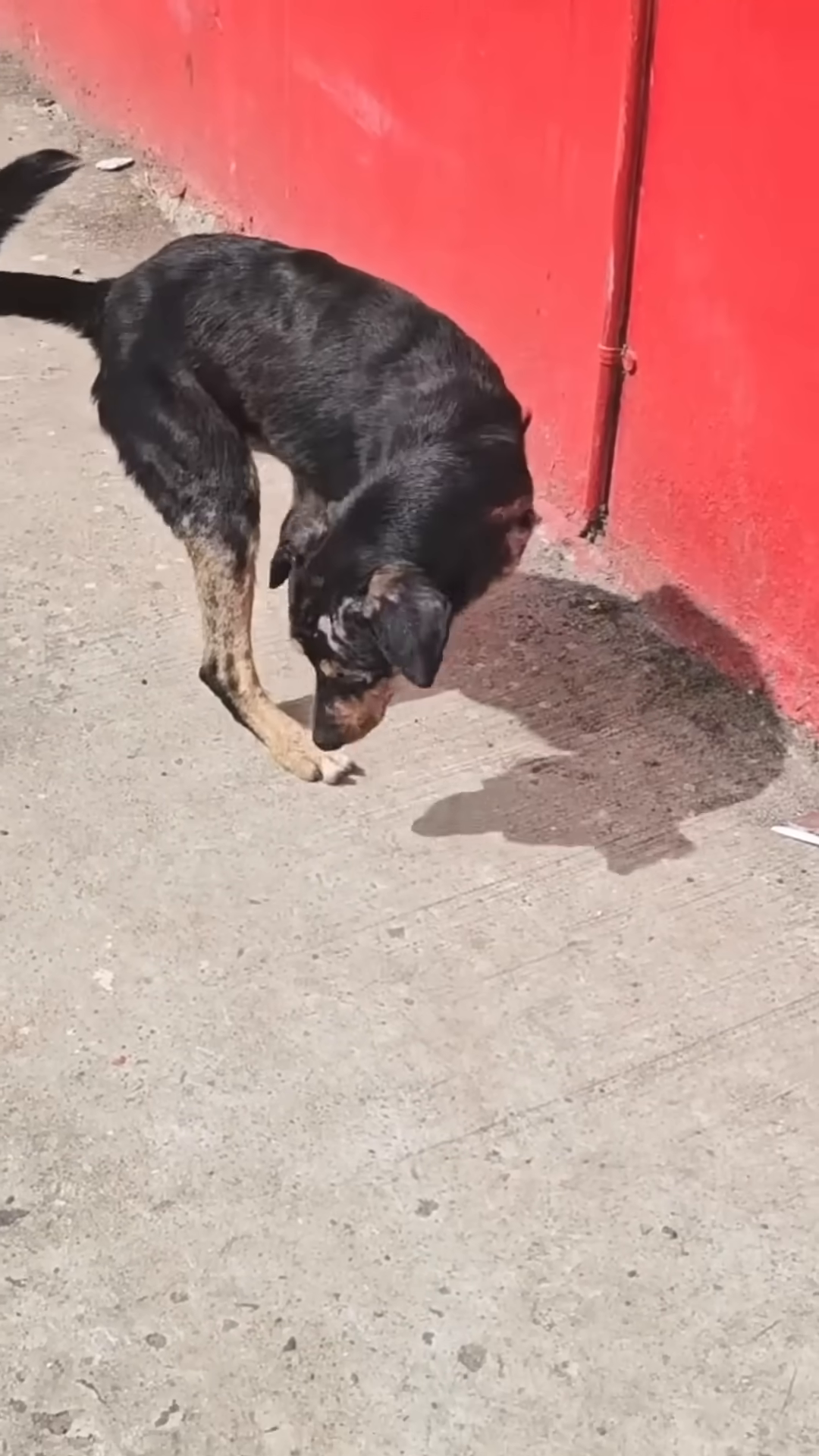 A person gently cradles a dog's head, examining its face.