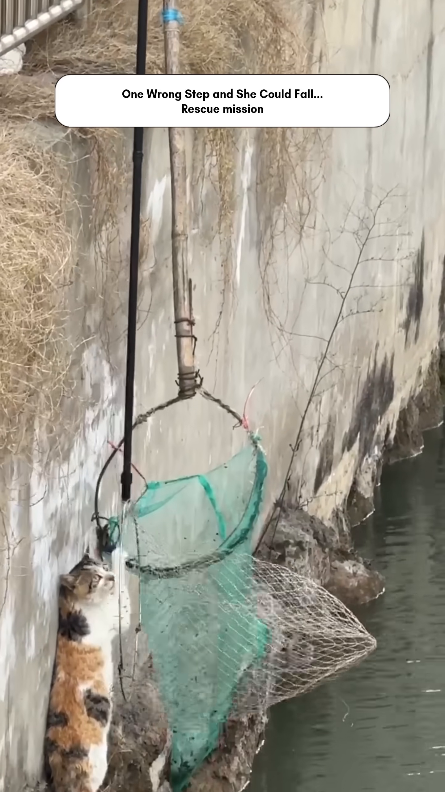 The cat is gently lifted to safety in the net.